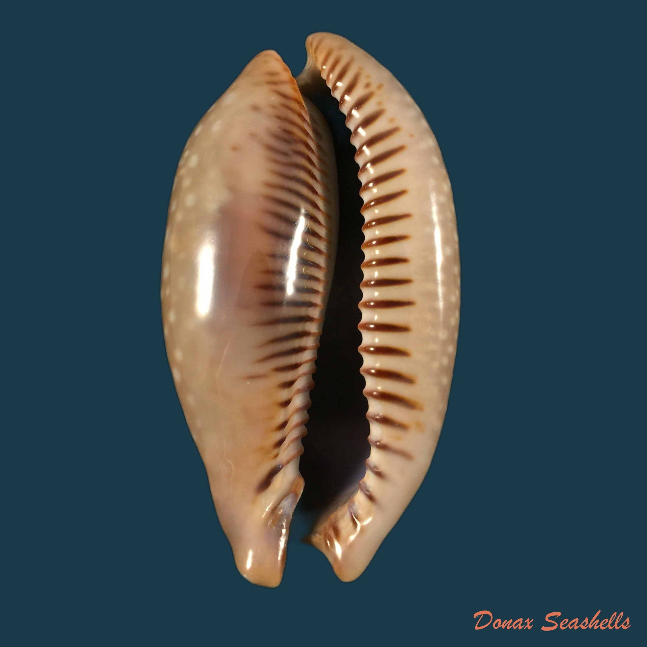 copia-de-macrocypraea-cervinetta-kiener-1844-59-8mm