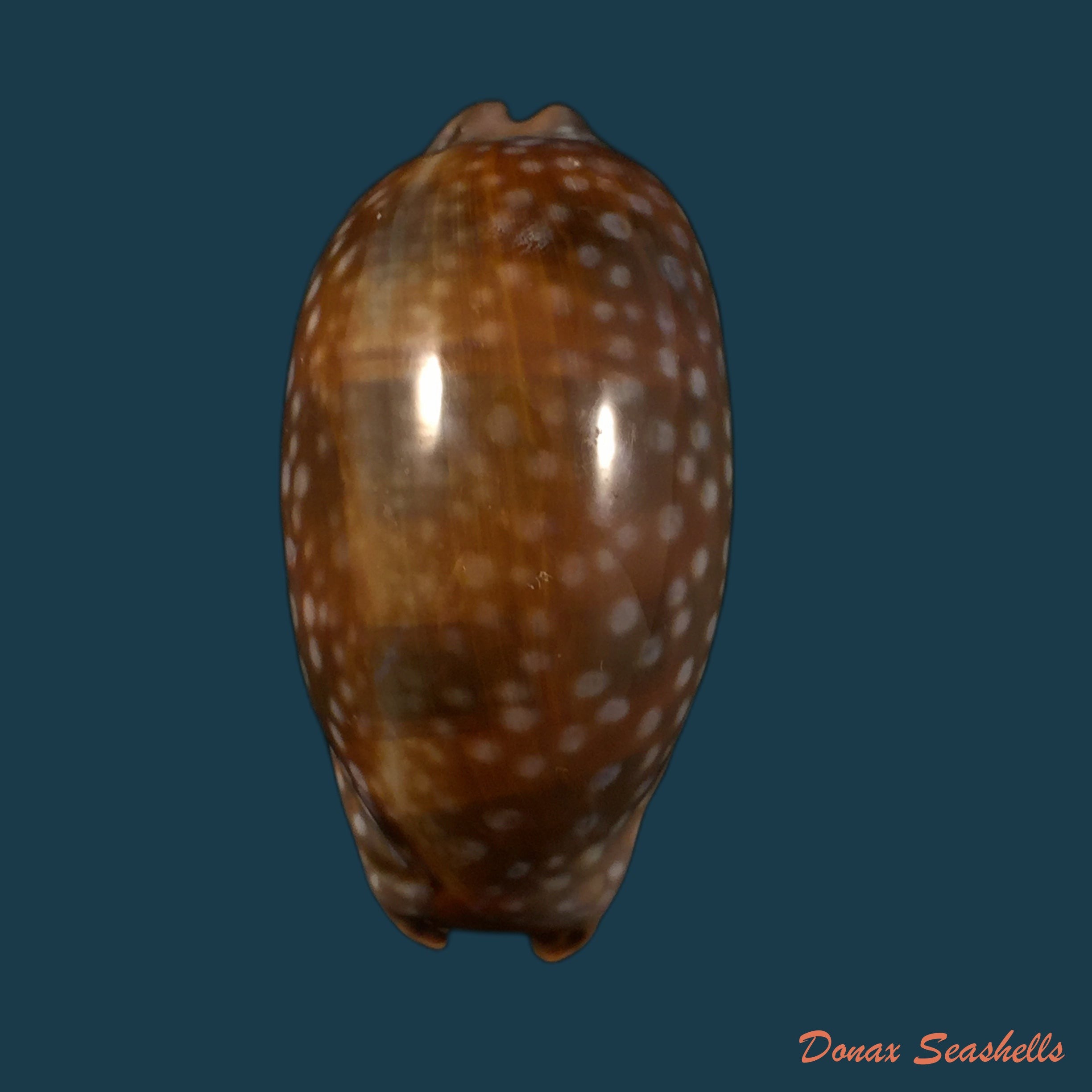 copia-de-macrocypraea-cervinetta-kiener-1844-60-5mm