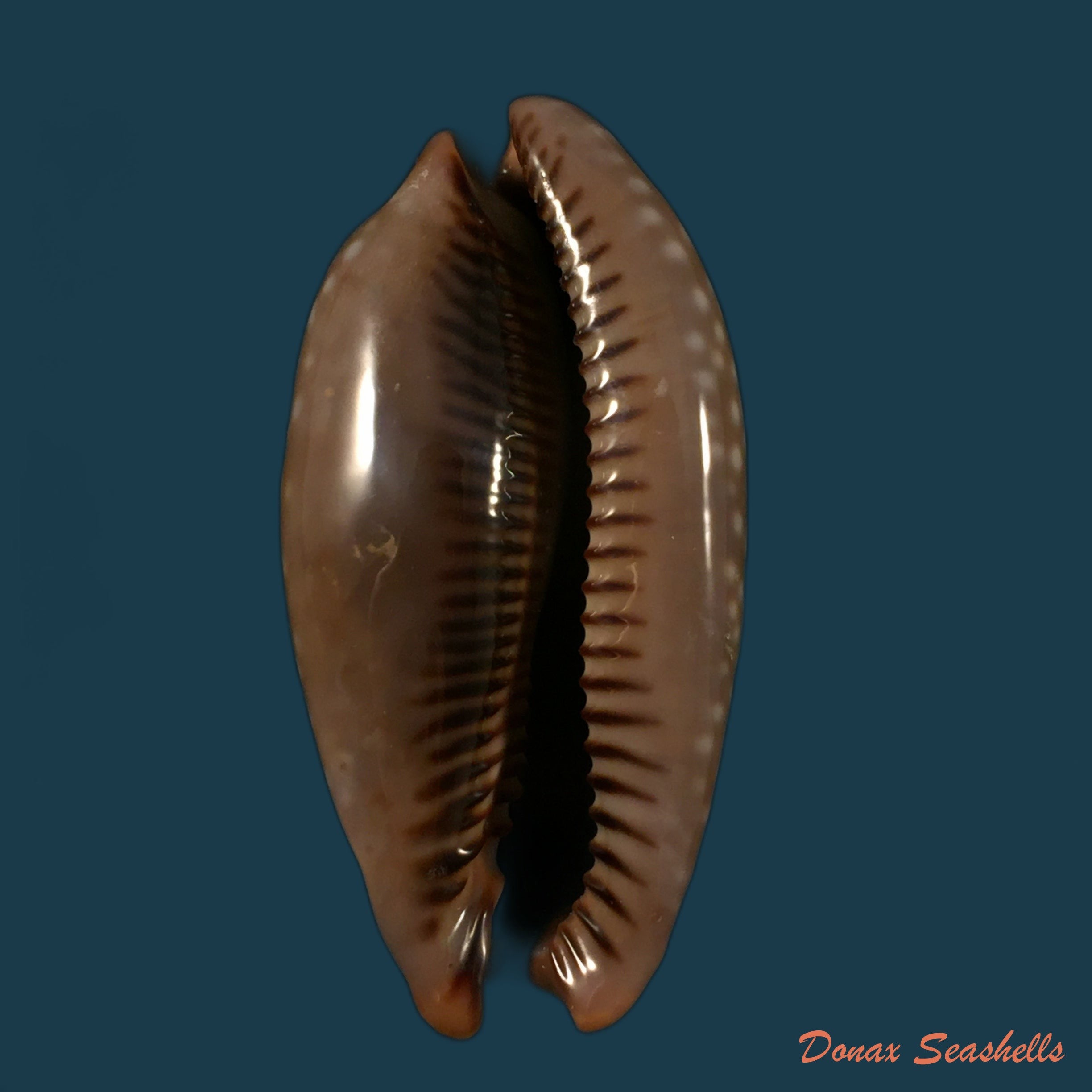 copia-de-macrocypraea-cervinetta-kiener-1844-60-5mm