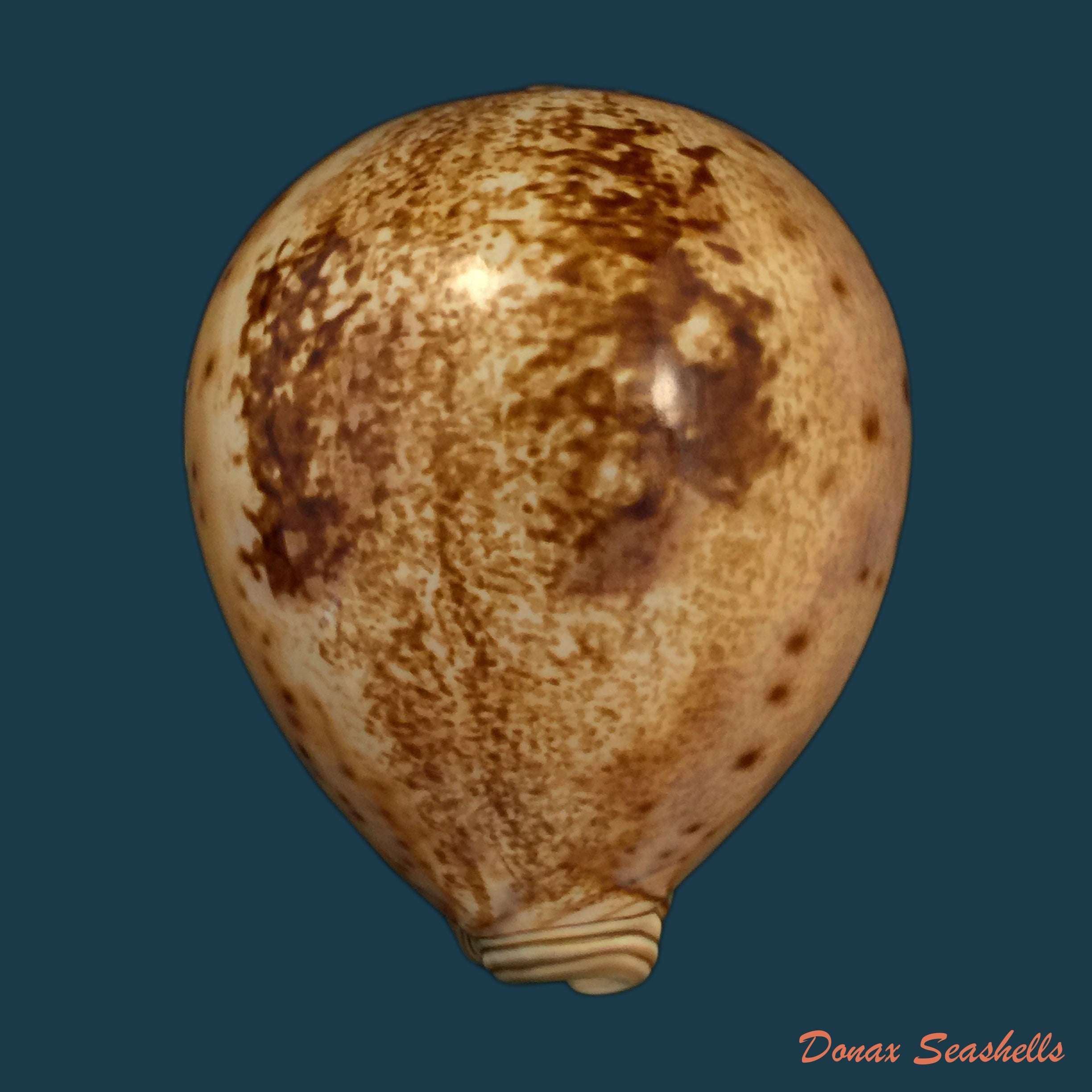 copia-de-macrocypraea-cervinetta-kiener-1844-89-8mm