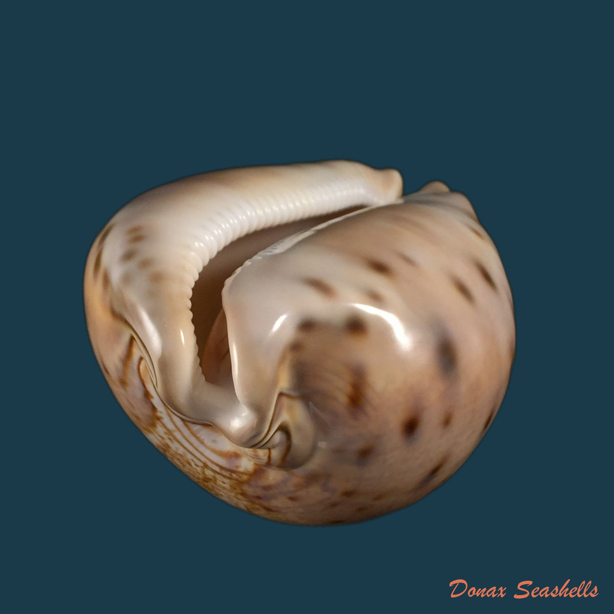 copia-de-macrocypraea-cervinetta-kiener-1844-89-8mm