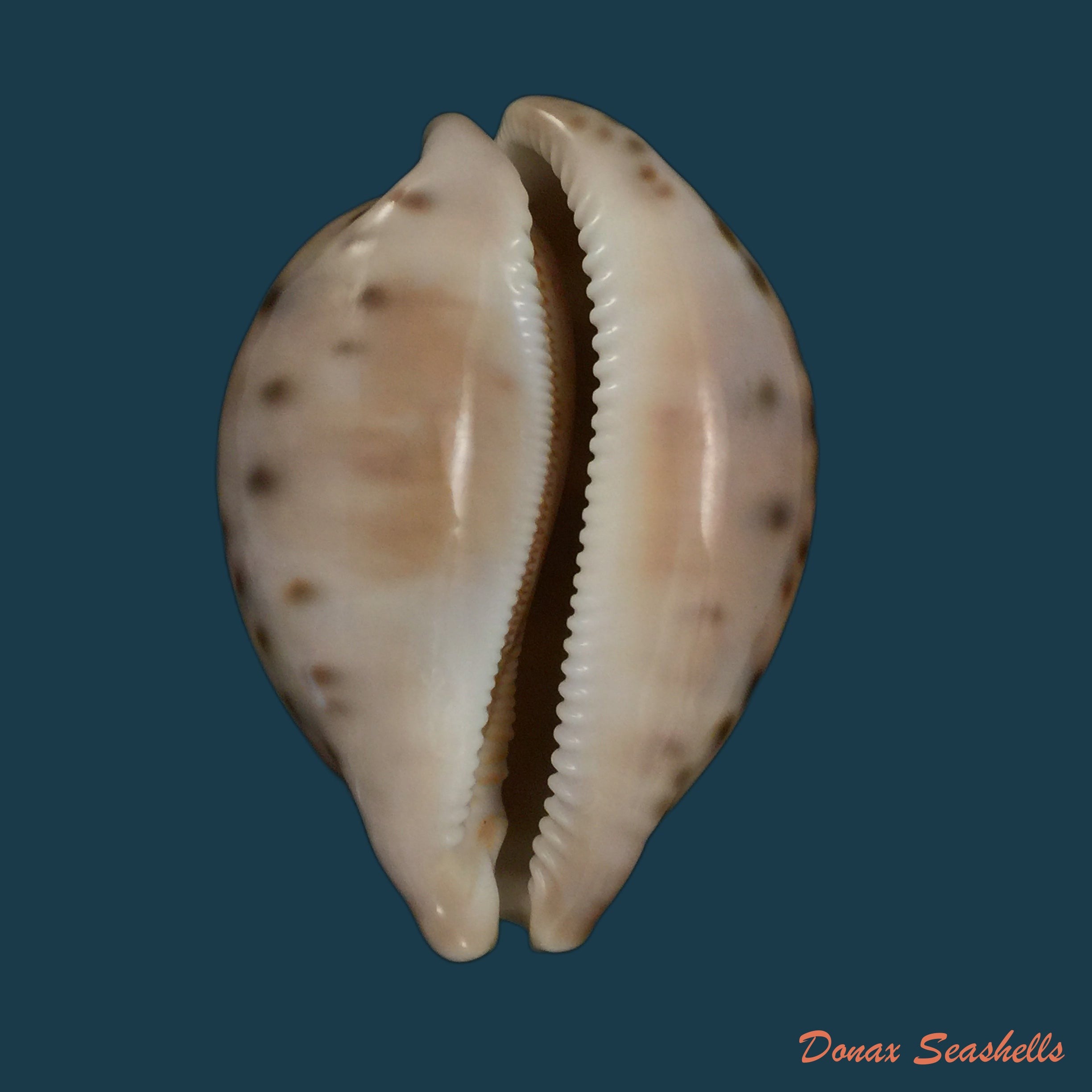 copia-de-macrocypraea-cervinetta-kiener-1844-89-8mm