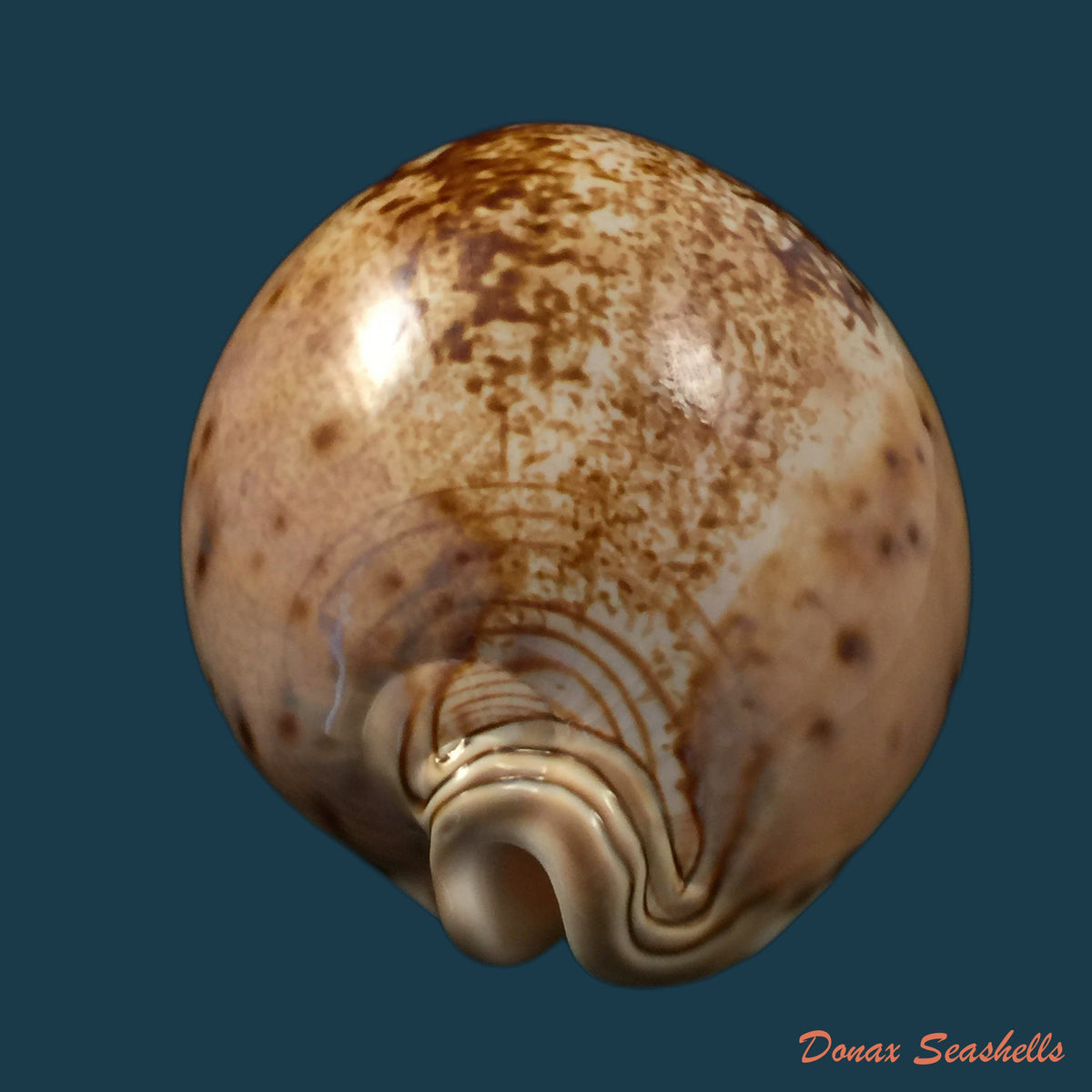 copia-de-macrocypraea-cervinetta-kiener-1844-89-8mm