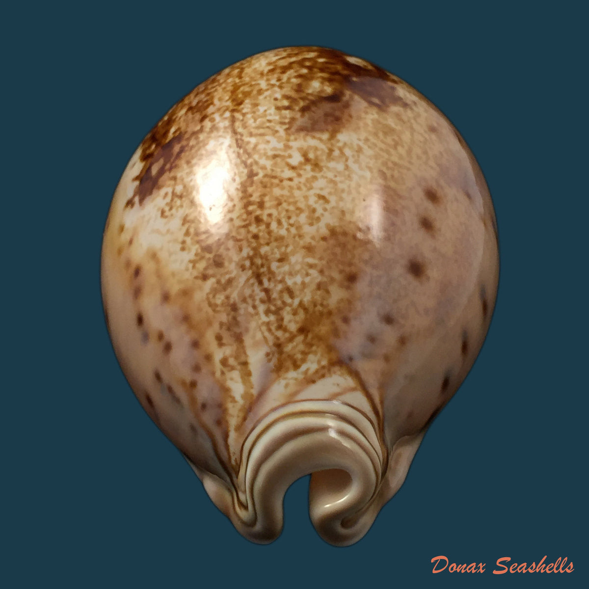 copia-de-macrocypraea-cervinetta-kiener-1844-89-8mm