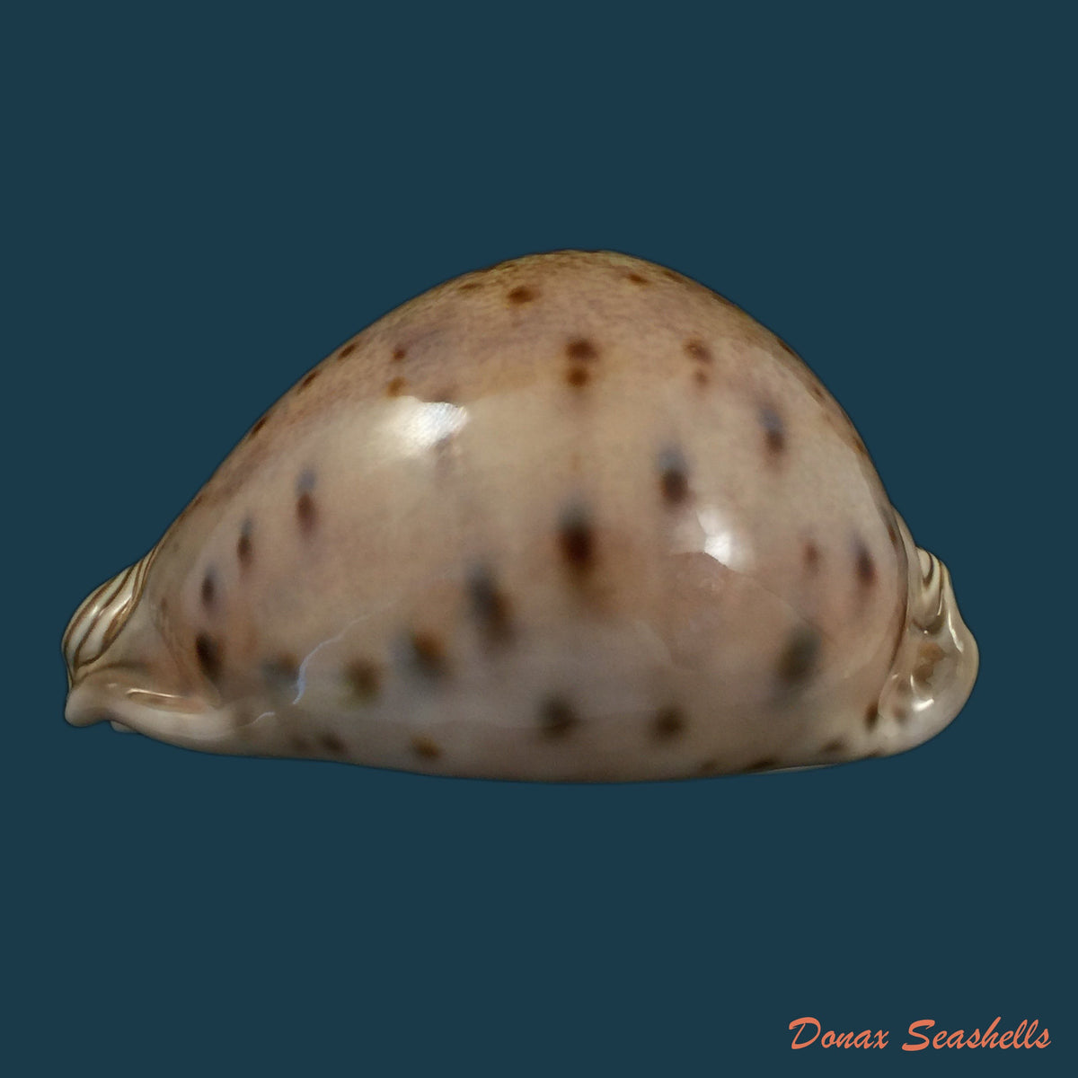 copia-de-macrocypraea-cervinetta-kiener-1844-89-8mm