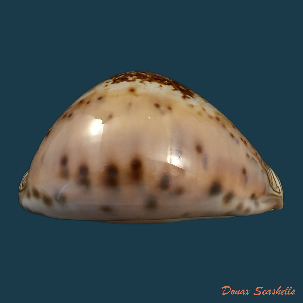 copia-de-macrocypraea-cervinetta-kiener-1844-89-8mm