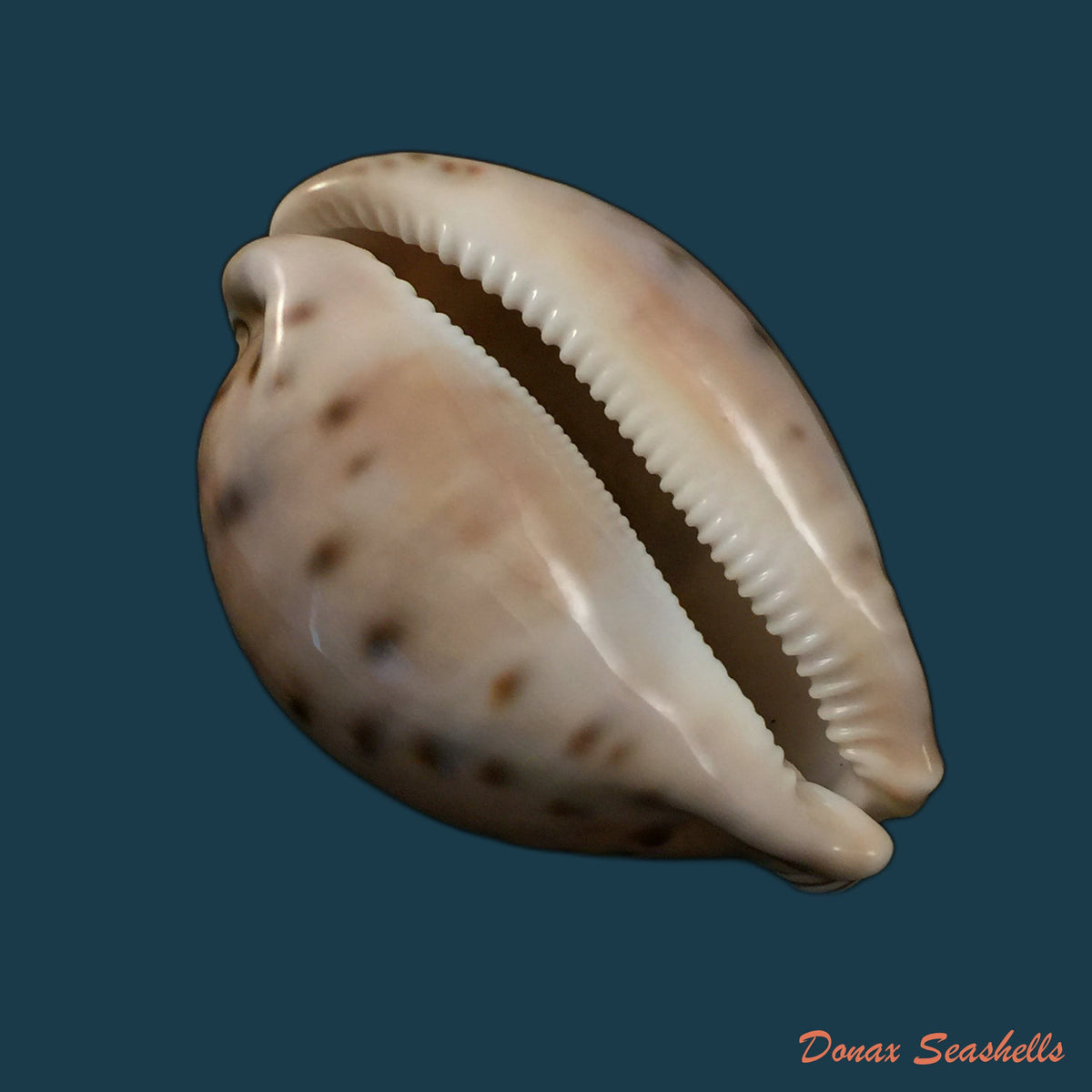 copia-de-macrocypraea-cervinetta-kiener-1844-89-8mm