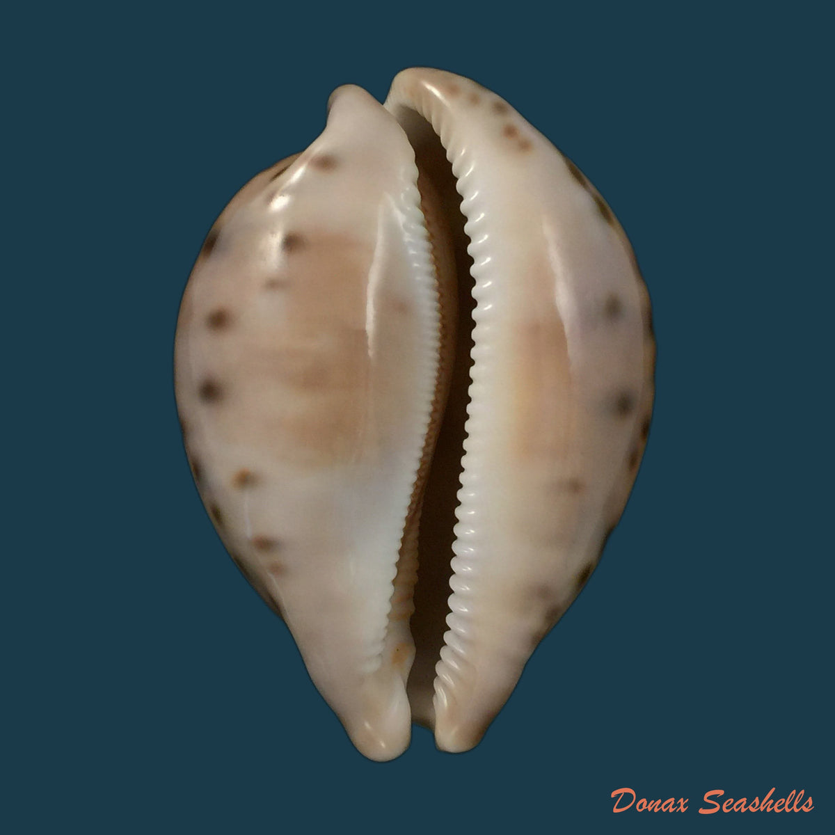 copia-de-macrocypraea-cervinetta-kiener-1844-89-8mm