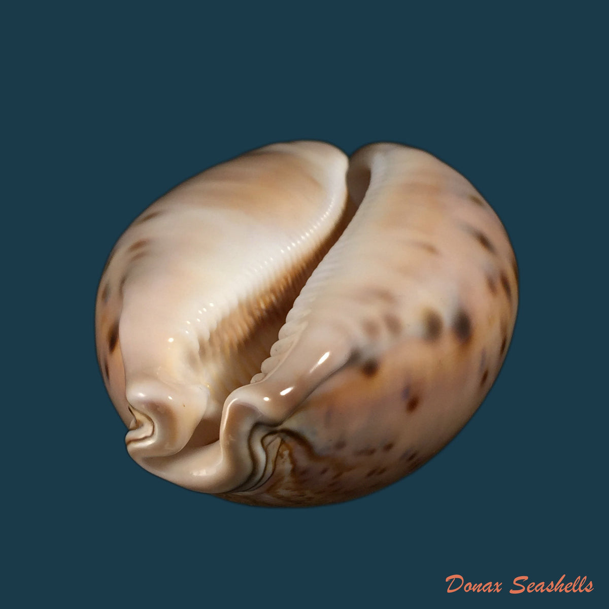 copia-de-macrocypraea-cervinetta-kiener-1844-89-8mm