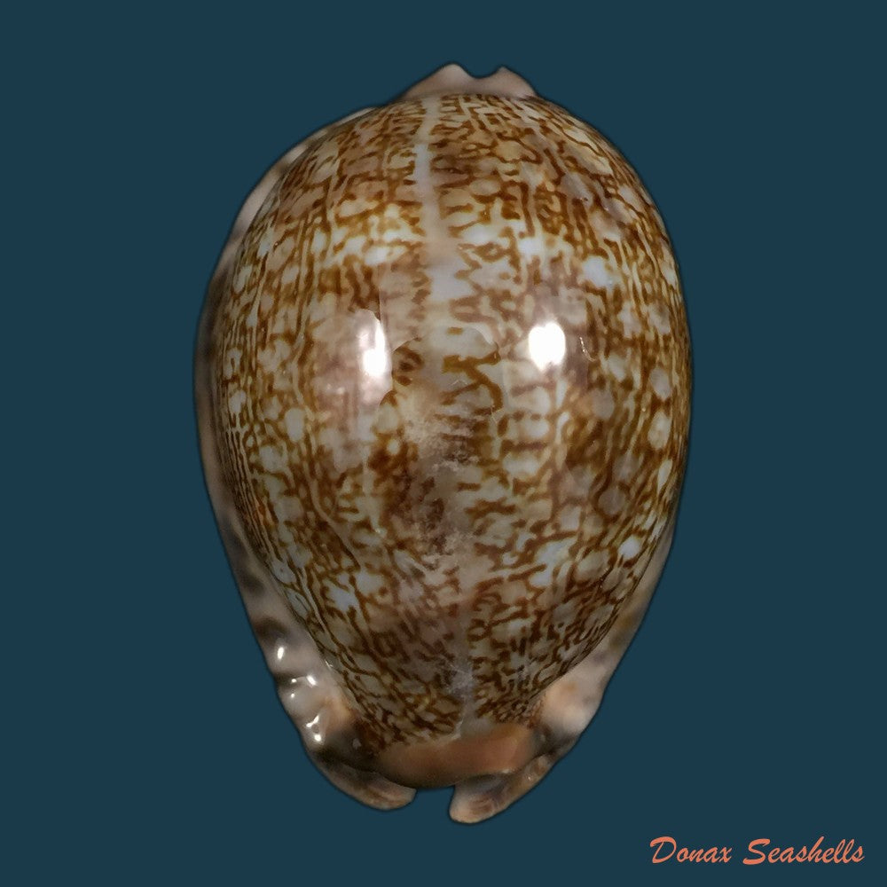 copia-de-macrocypraea-cervus-linnaeus-1771-135mm