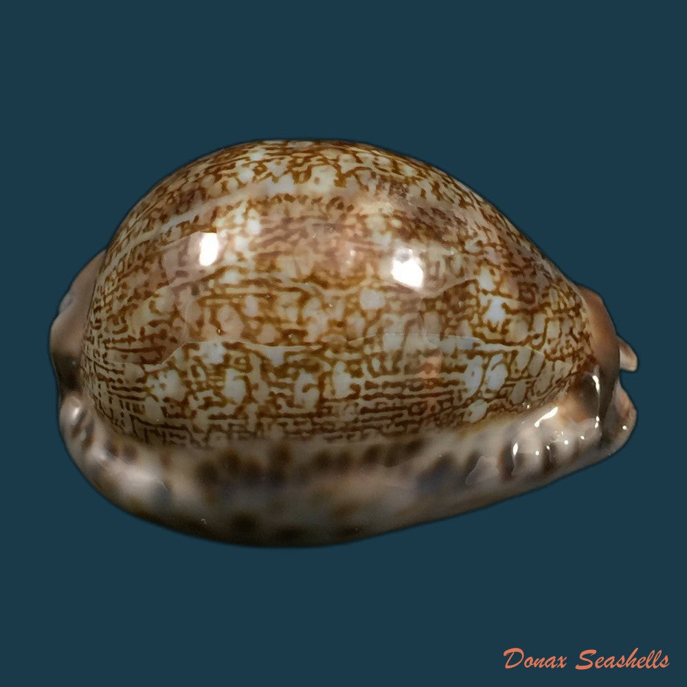 copia-de-macrocypraea-cervus-linnaeus-1771-135mm