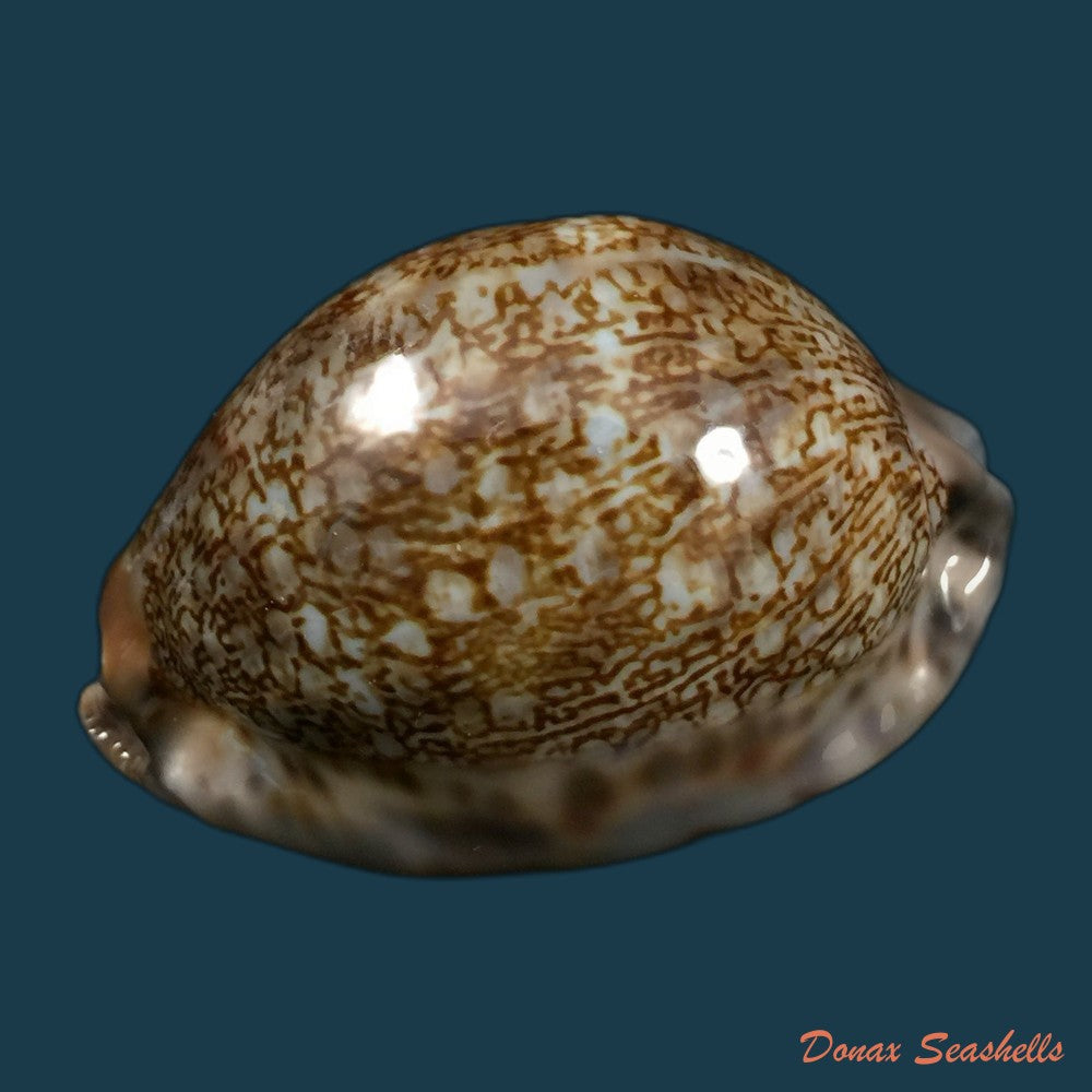 copia-de-macrocypraea-cervus-linnaeus-1771-135mm