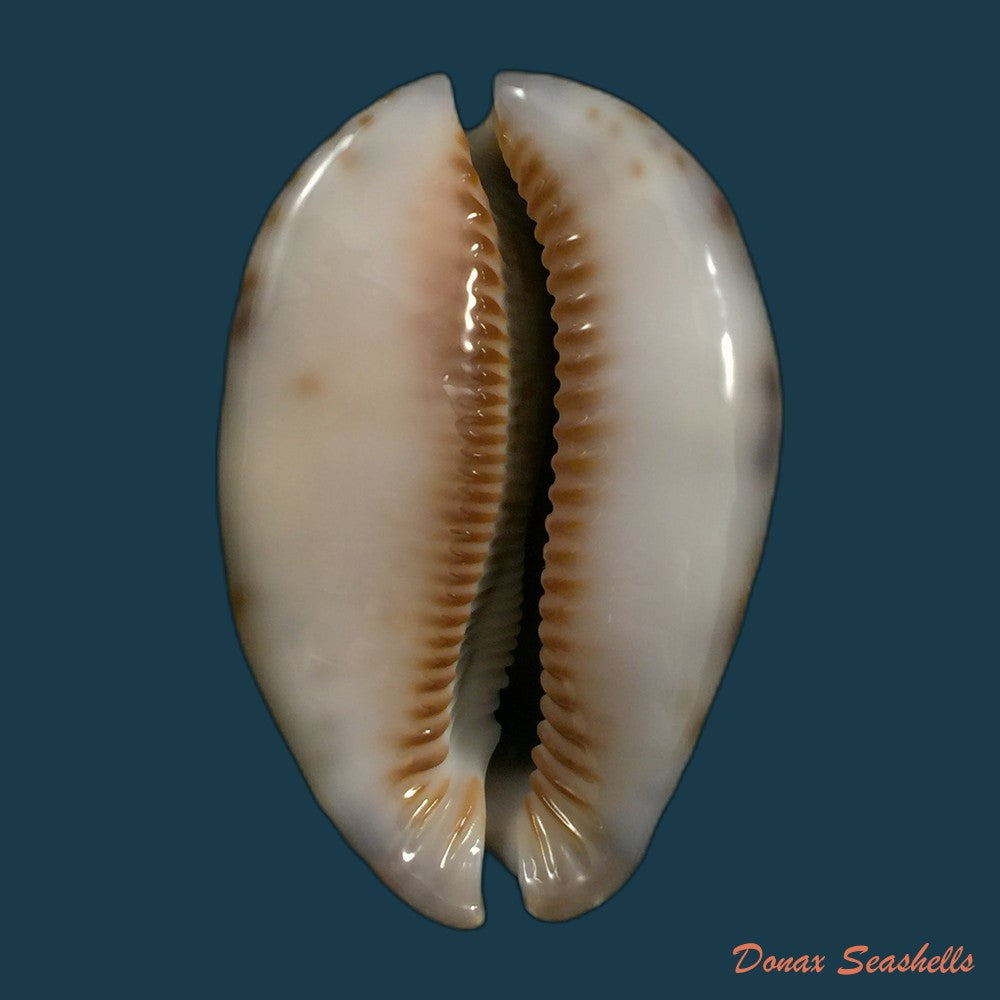 copia-de-macrocypraea-cervus-linnaeus-1771-135mm