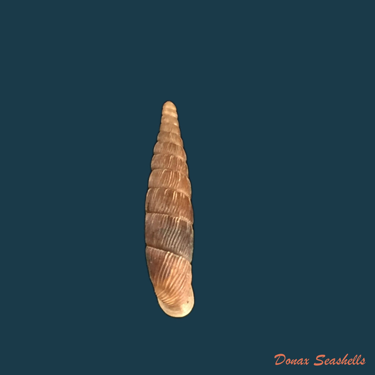 copia-de-macrogastra-attenuata-lineolata-held-1836-14-1mm