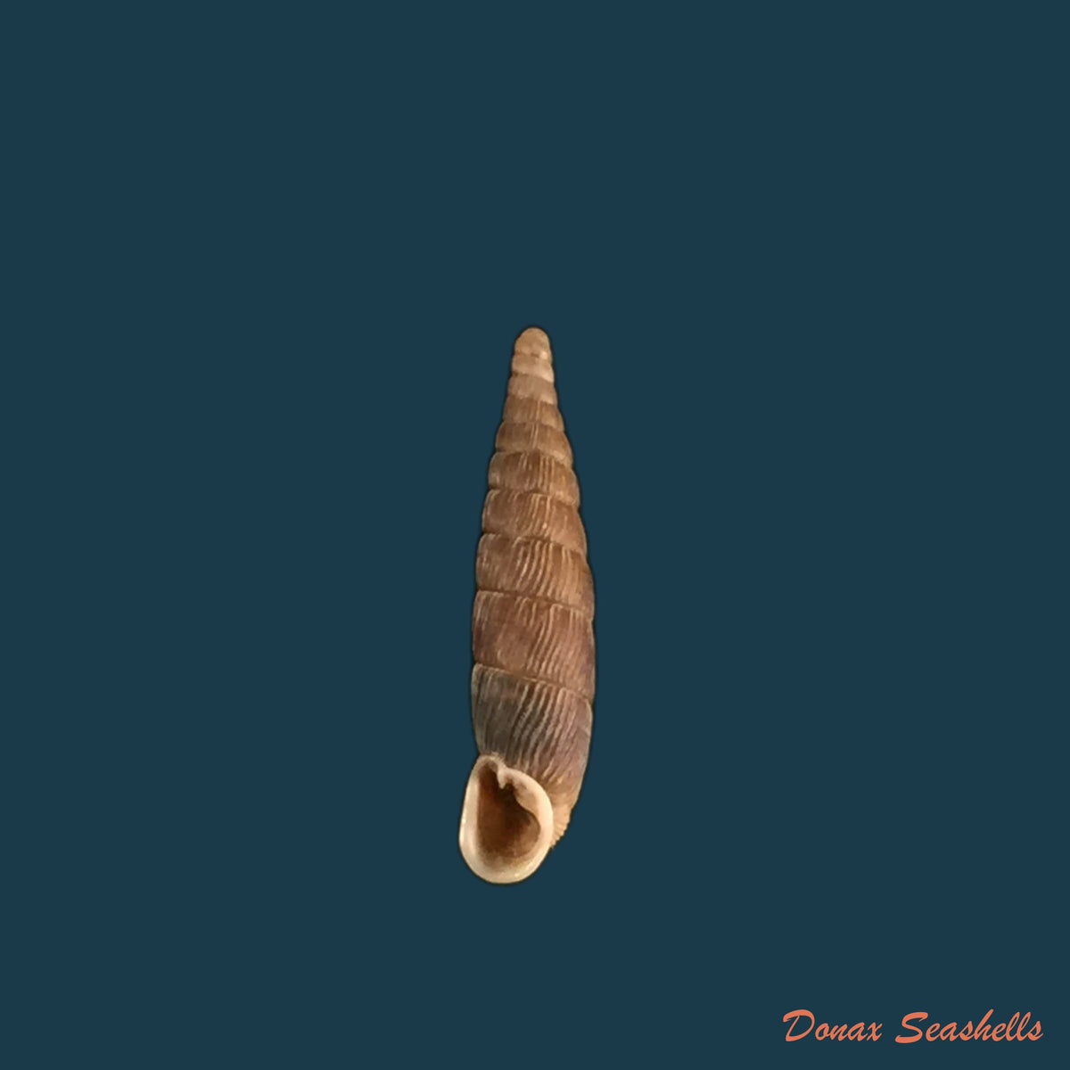 copia-de-macrogastra-attenuata-lineolata-held-1836-14-1mm