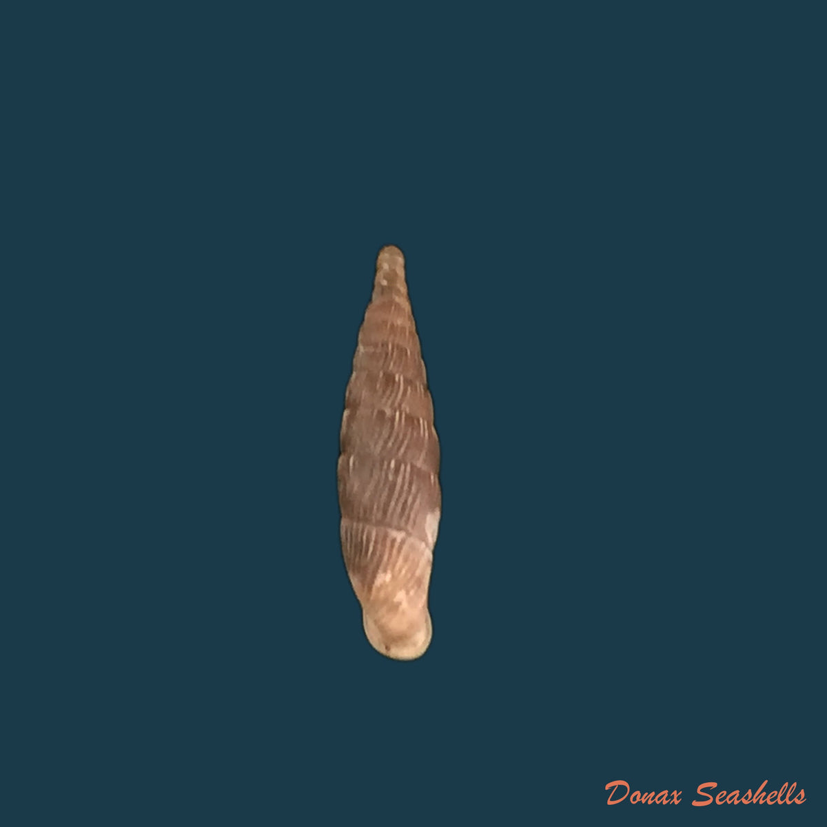 copia-de-macrogastra-attenuata-lineolata-held-1836-14-7mm