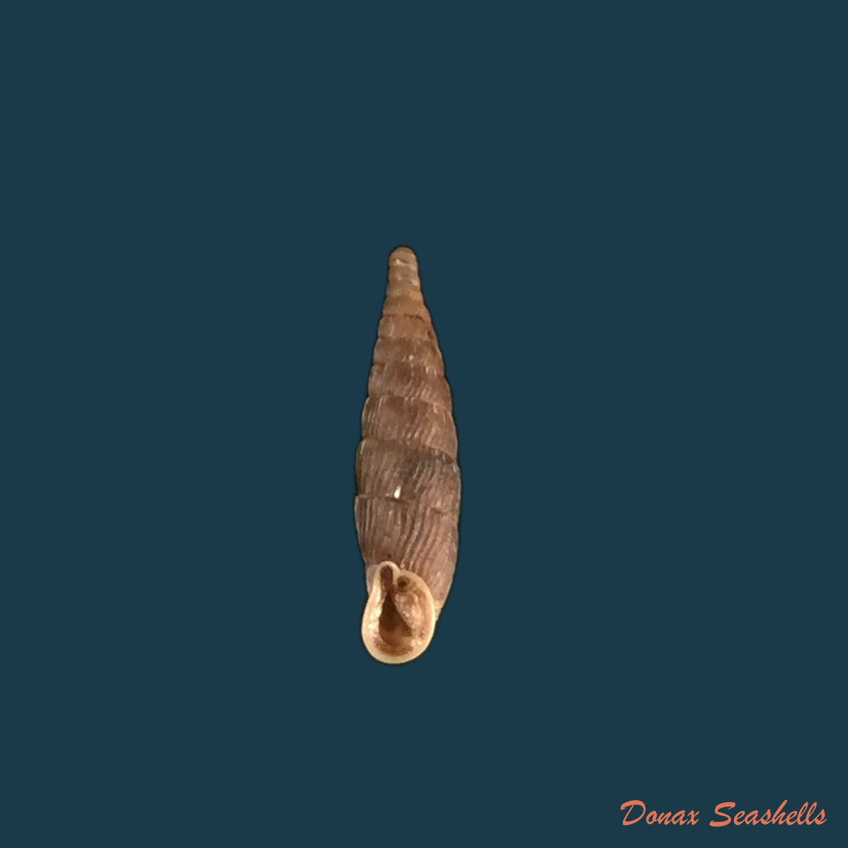 copia-de-macrogastra-attenuata-lineolata-held-1836-14-7mm