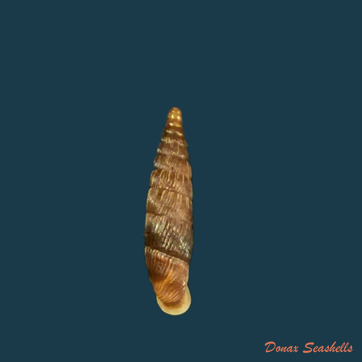 copia-de-macrogastra-attenuata-lineolata-rossmassler-1835-13-8mm