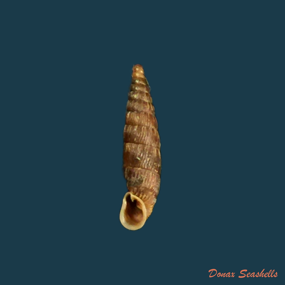 copia-de-macrogastra-attenuata-lineolata-rossmassler-1835-13-8mm