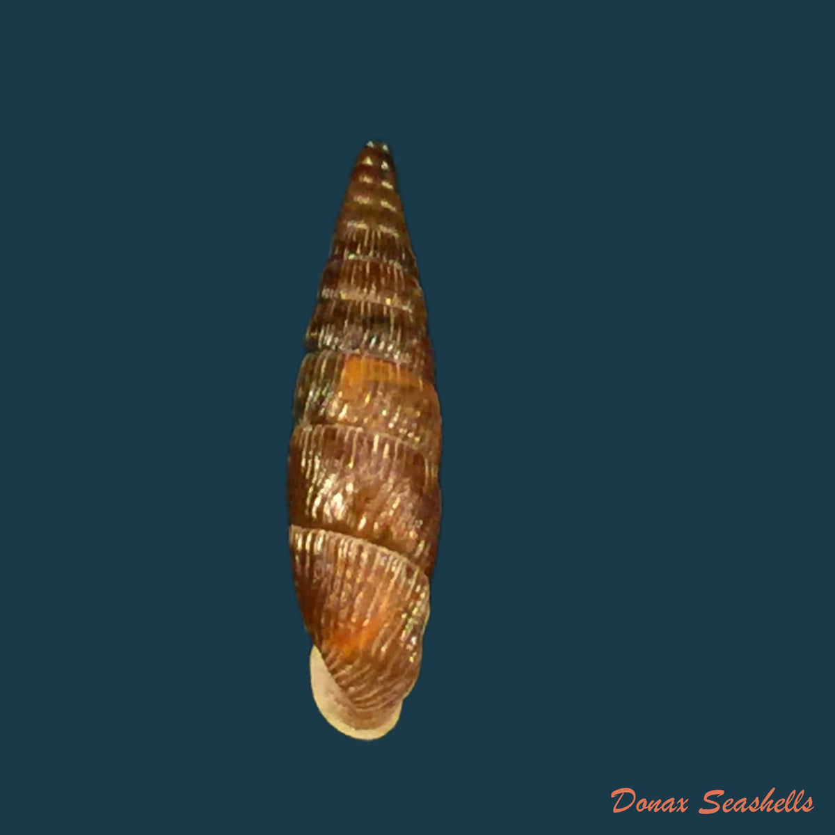 copia-de-macrogastra-attenuata-lineolata-rossmassler-1835-14-1mm
