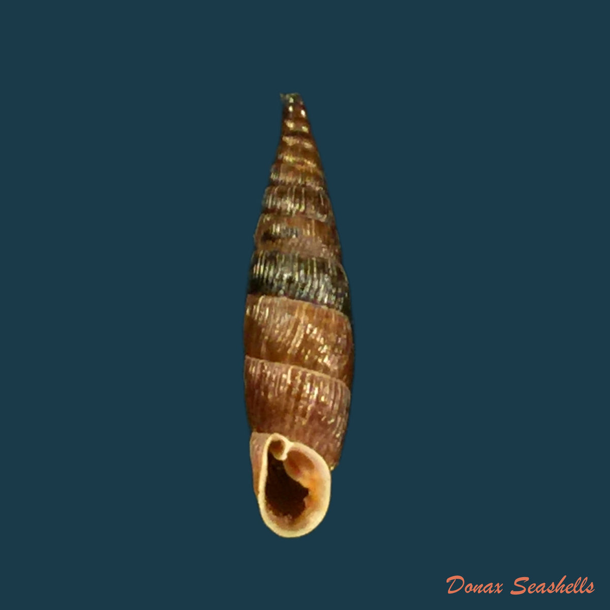 copia-de-macrogastra-attenuata-lineolata-rossmassler-1835-14-1mm