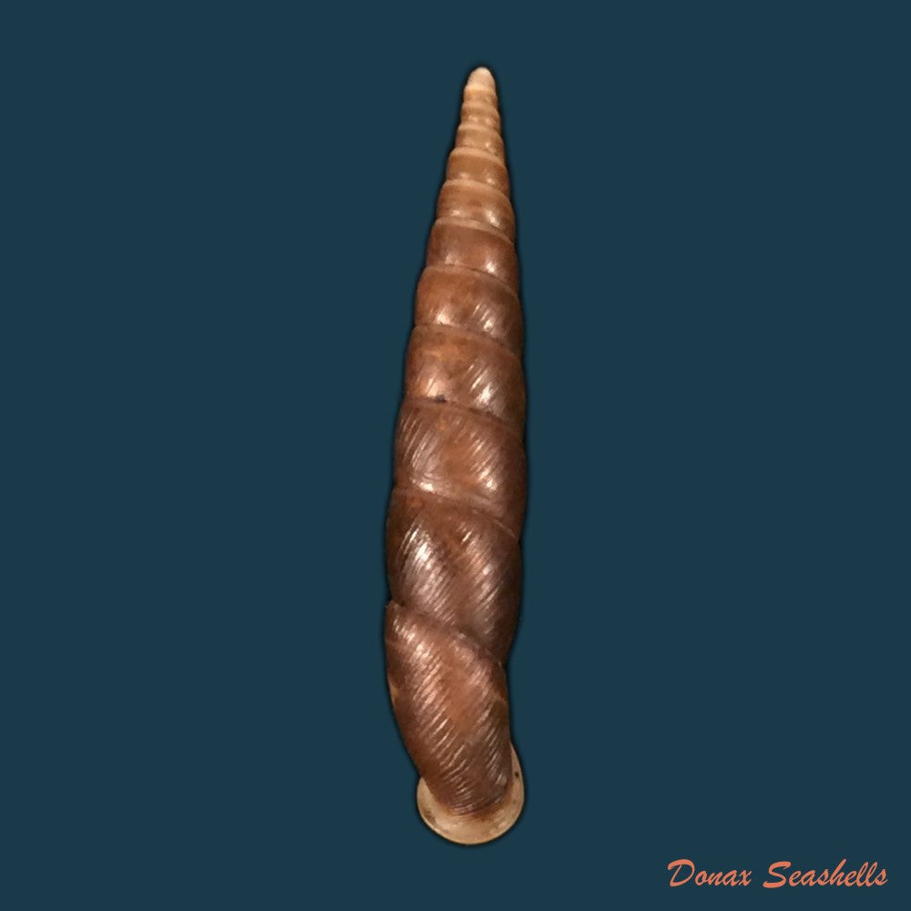 copia-de-macrogastra-rolphii-turton-1826-12mm