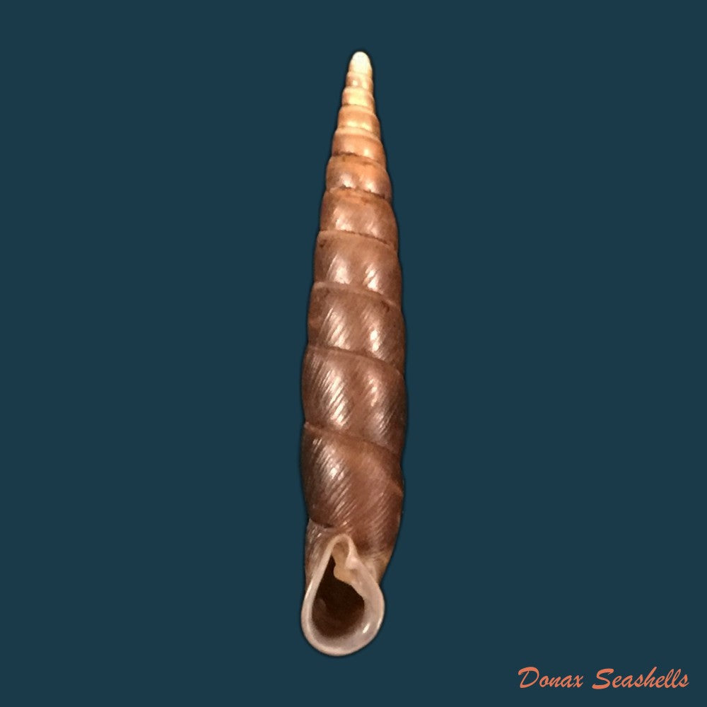 copia-de-macrogastra-rolphii-turton-1826-12mm