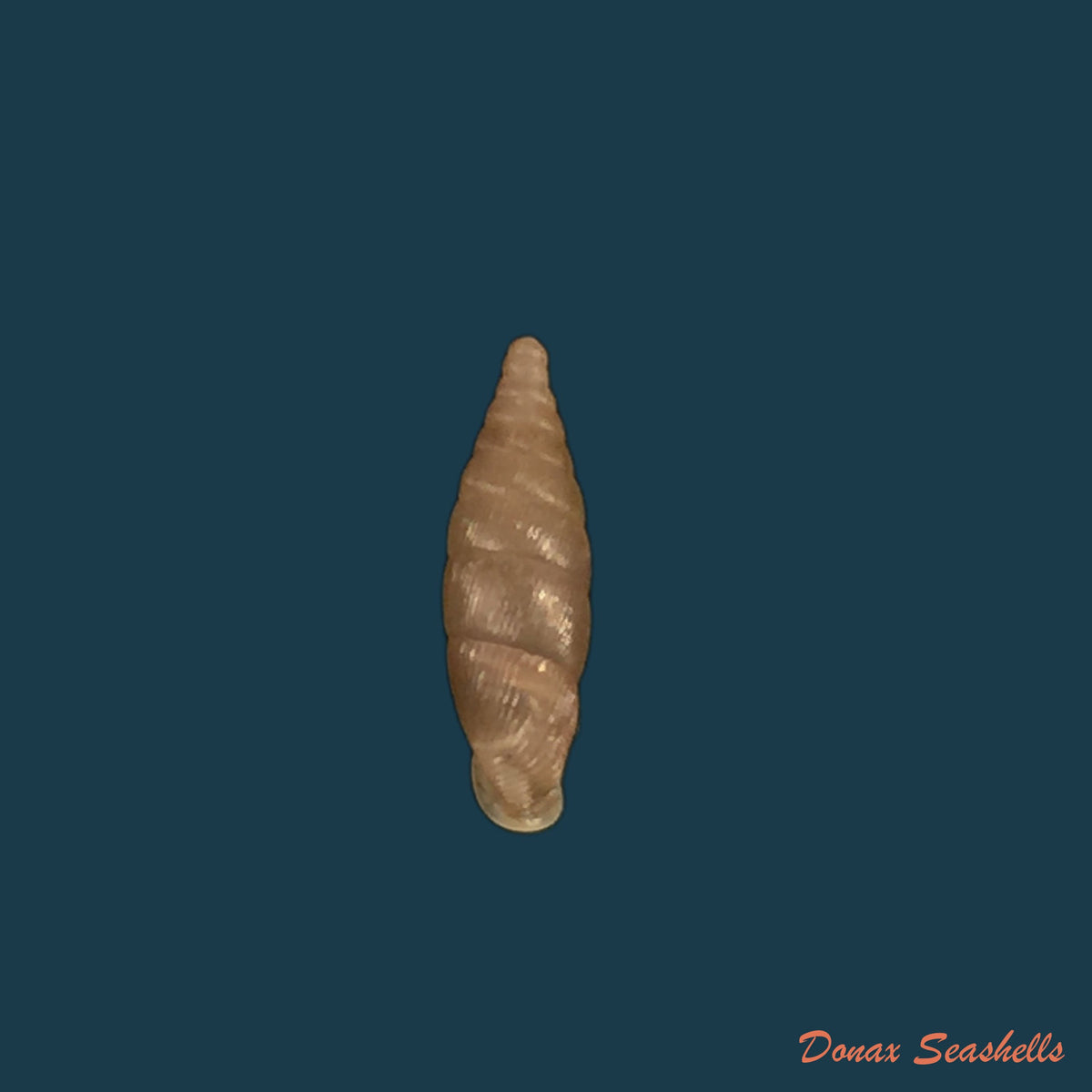 copia-de-macrogastra-ventricosa-draparnaudi-1801-18-1mm