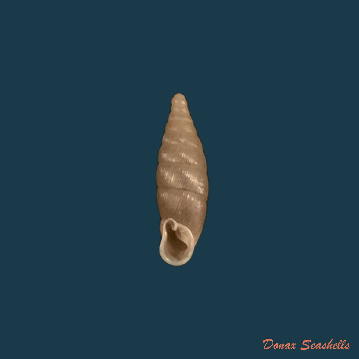 copia-de-macrogastra-ventricosa-draparnaudi-1801-18-1mm