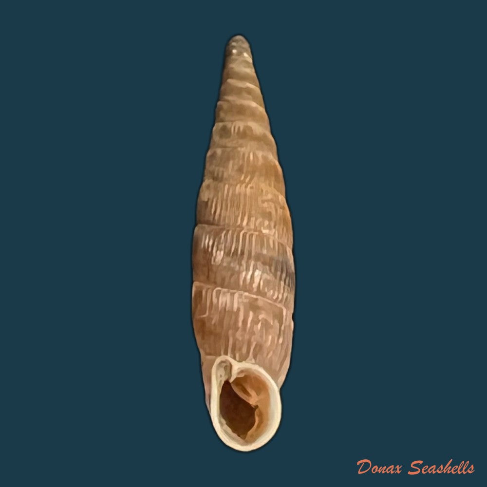 copia-de-macrogastra-ventricosa-draparnaudi-1801-19-3mm