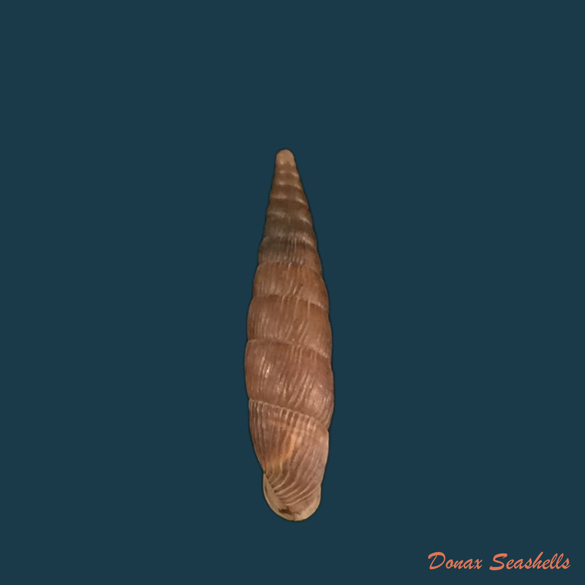 copia-de-macrogastra-ventricosa-draparnaudi-1801-19-5mm-1
