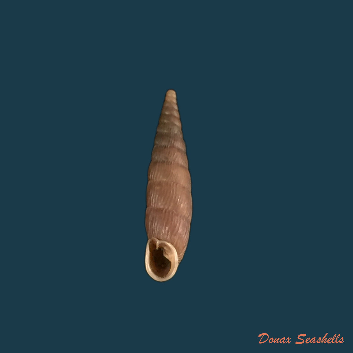 copia-de-macrogastra-ventricosa-draparnaudi-1801-19-5mm-1