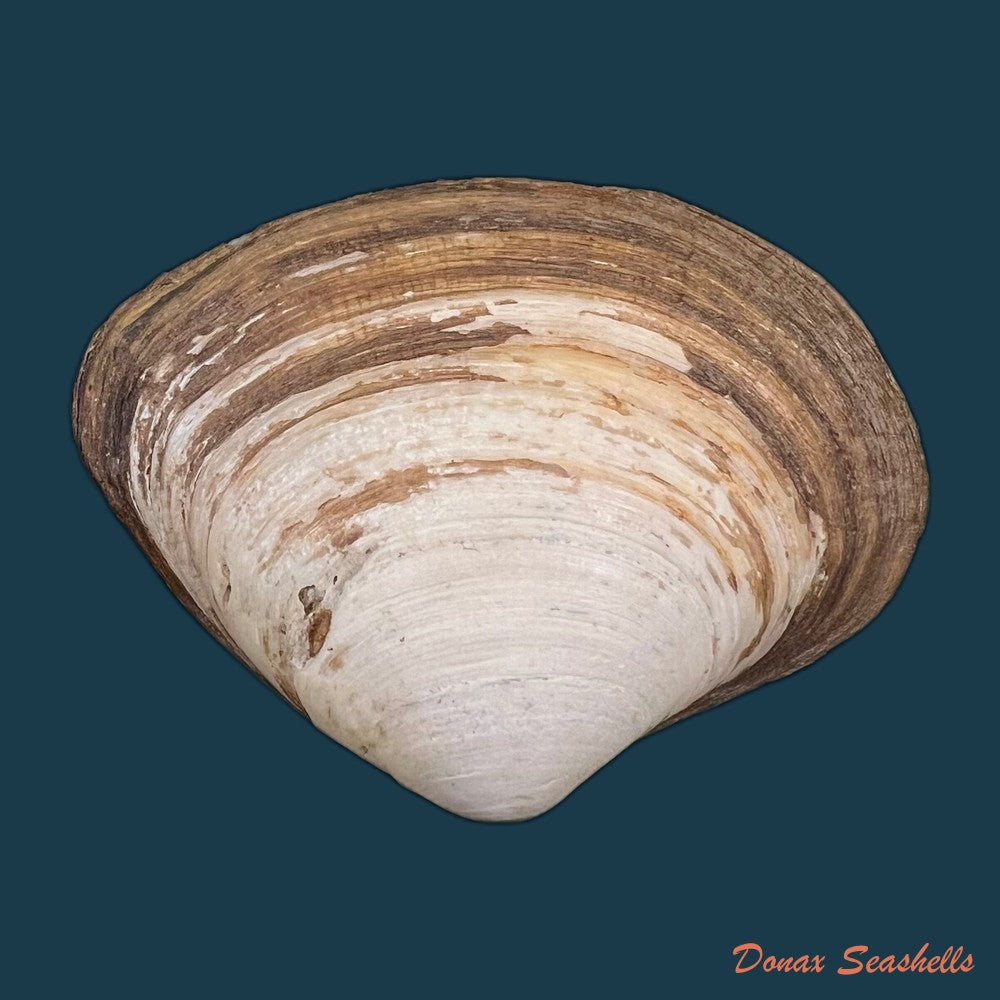 copia-de-mactra-isabelleana-dorbigny-1846-49-5mm