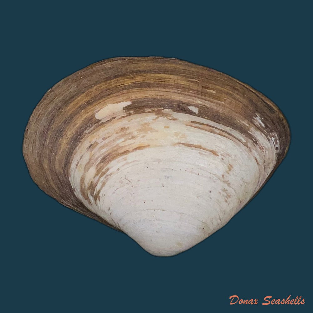 copia-de-mactra-isabelleana-dorbigny-1846-49-5mm