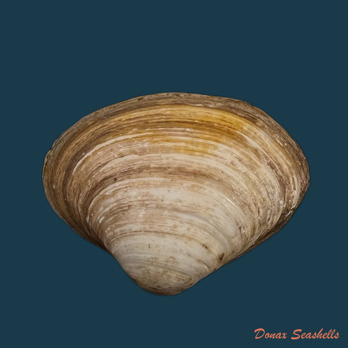 copia-de-mactra-isabelleana-dorbigny-1846-50-1mm-1