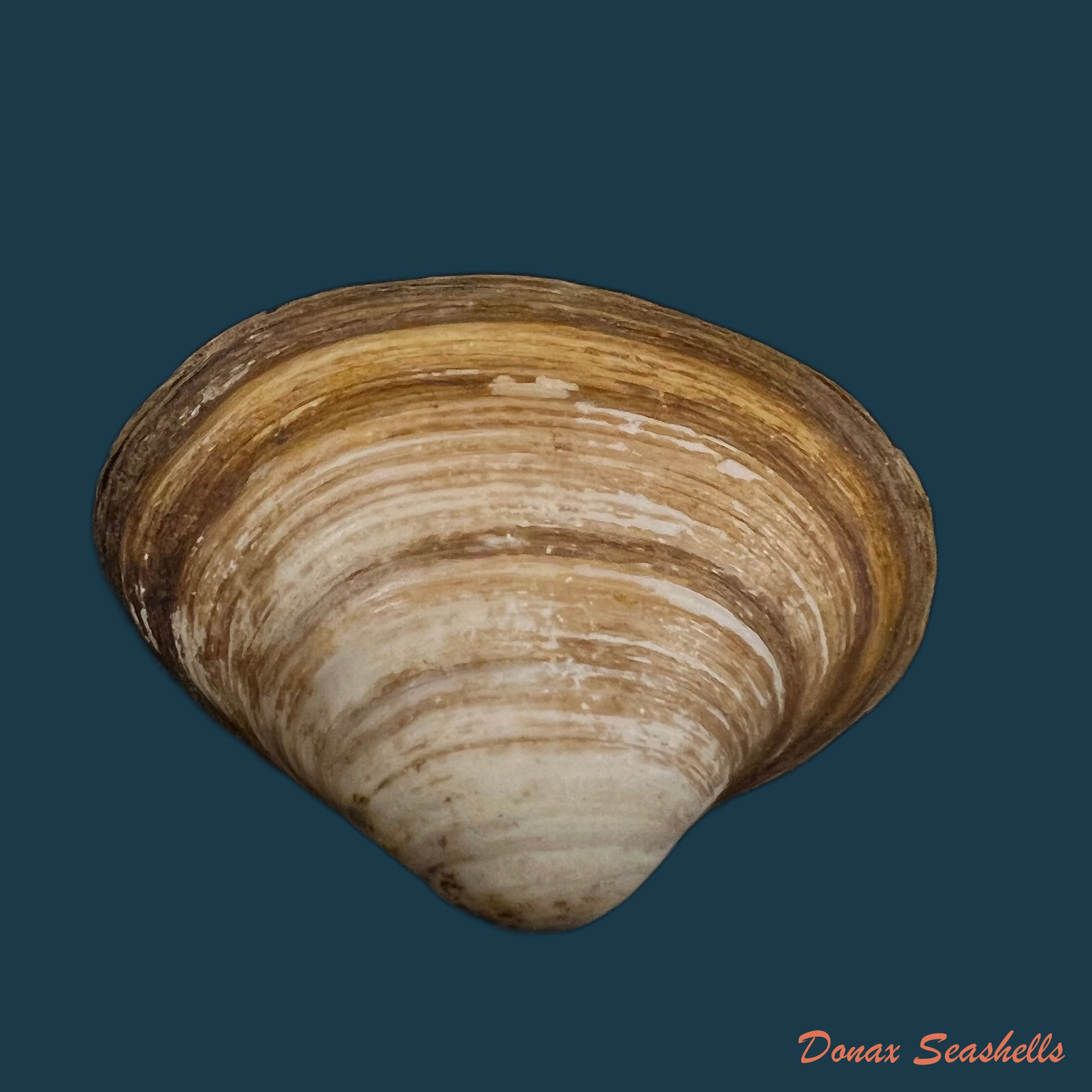 copia-de-mactra-isabelleana-dorbigny-1846-50-1mm-1