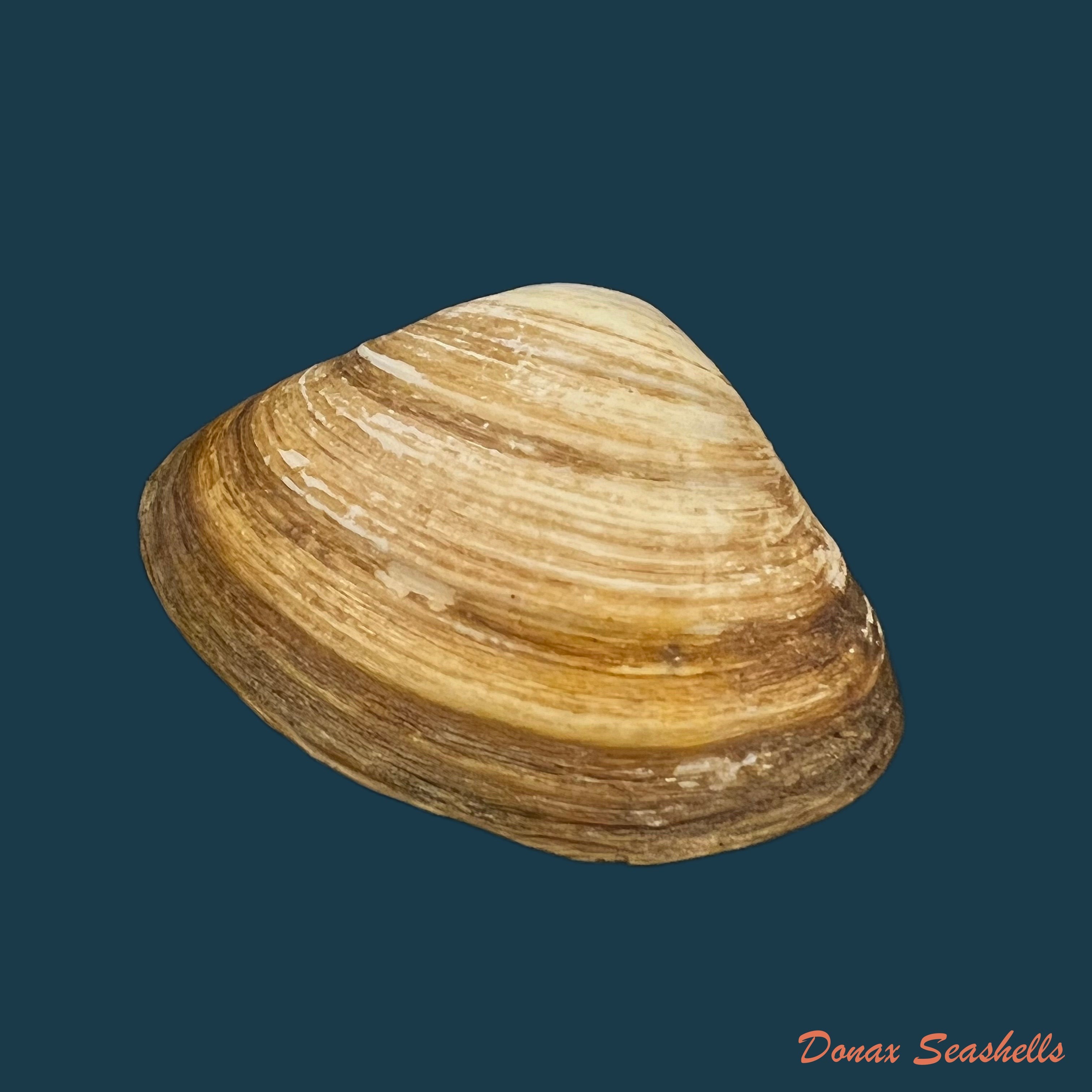 copia-de-mactra-isabelleana-dorbigny-1846-50-1mm-1
