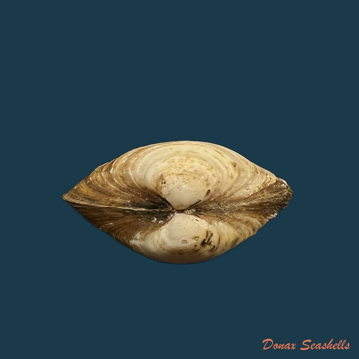 copia-de-mactra-isabelleana-dorbigny-1846-50-1mm-1