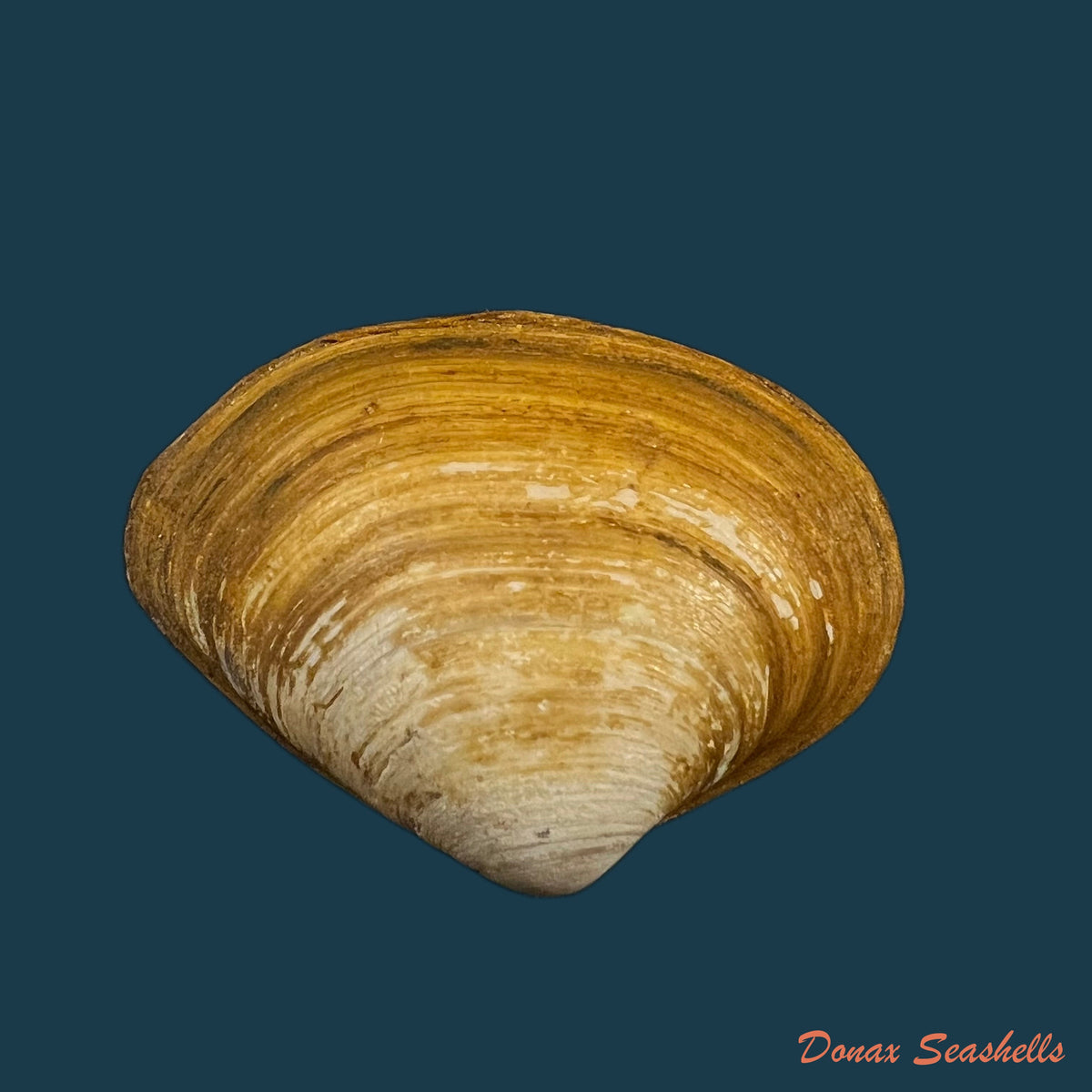 copia-de-mactra-isabelleana-dorbigny-1846-50-1mm