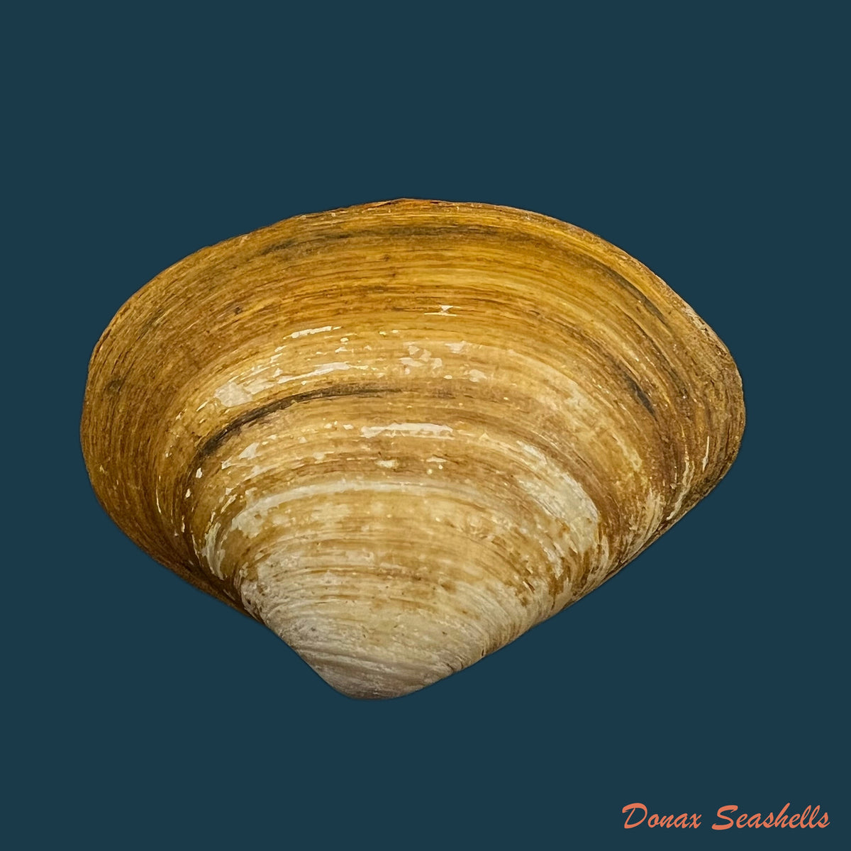 copia-de-mactra-isabelleana-dorbigny-1846-50-1mm