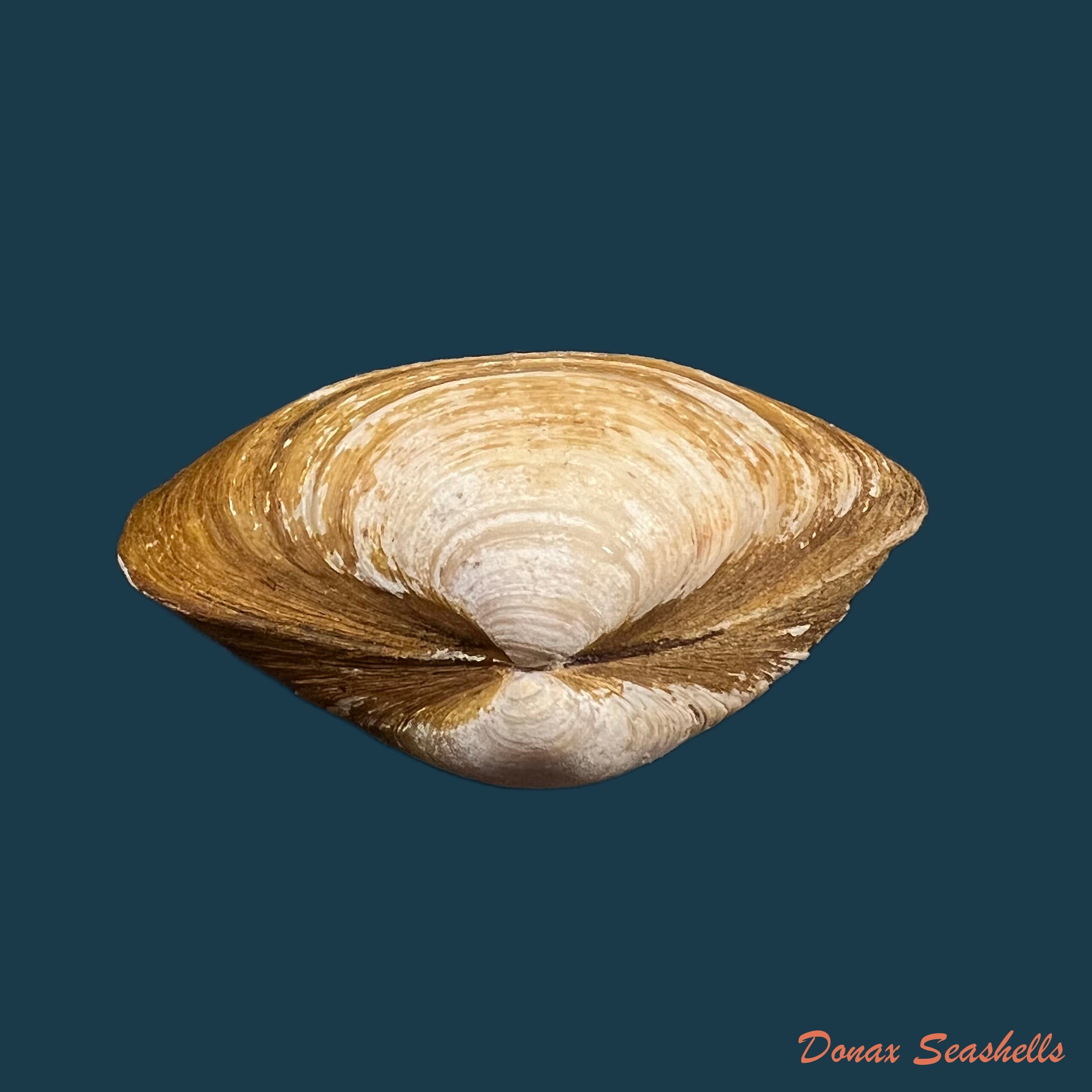copia-de-mactra-isabelleana-dorbigny-1846-50-1mm
