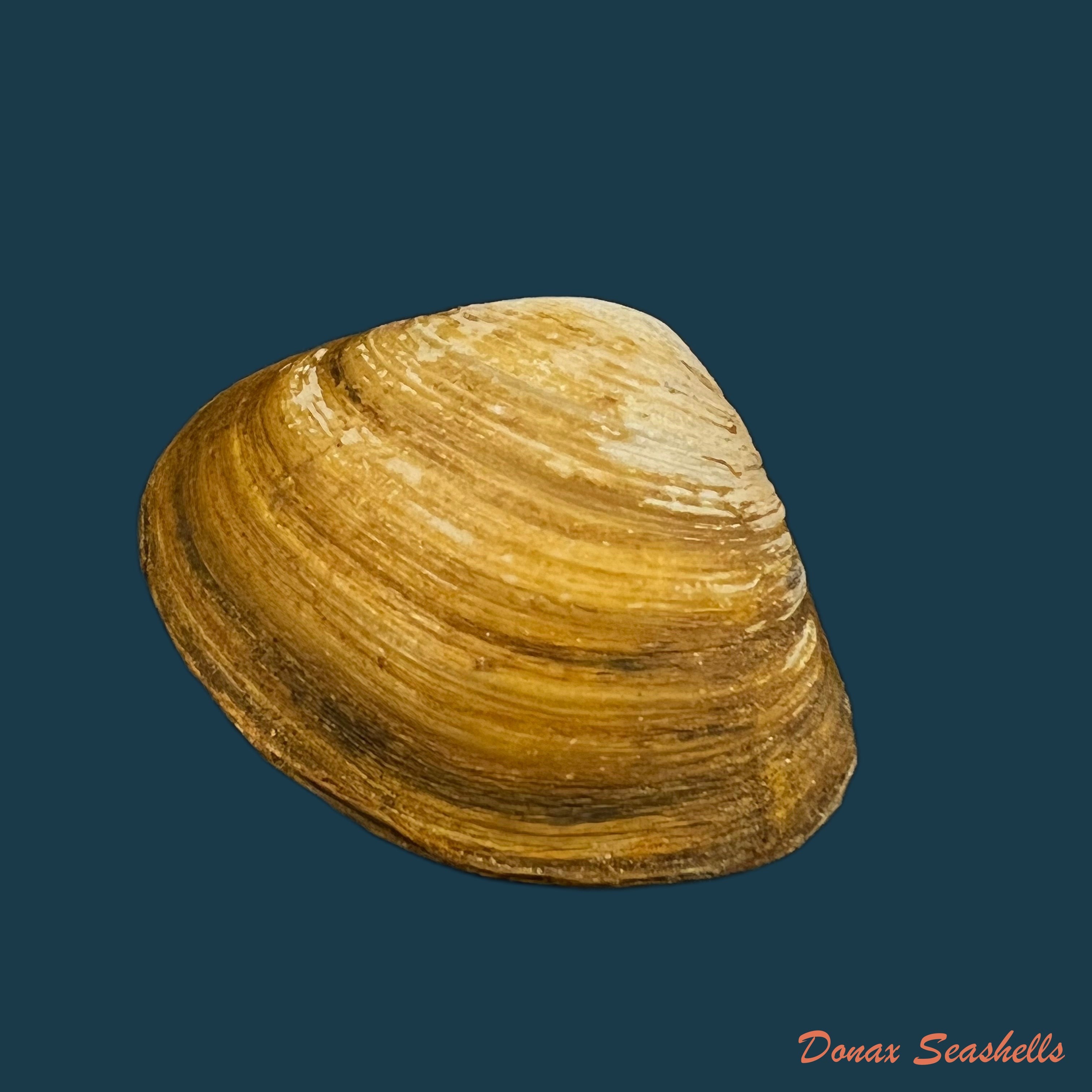 copia-de-mactra-isabelleana-dorbigny-1846-50-1mm