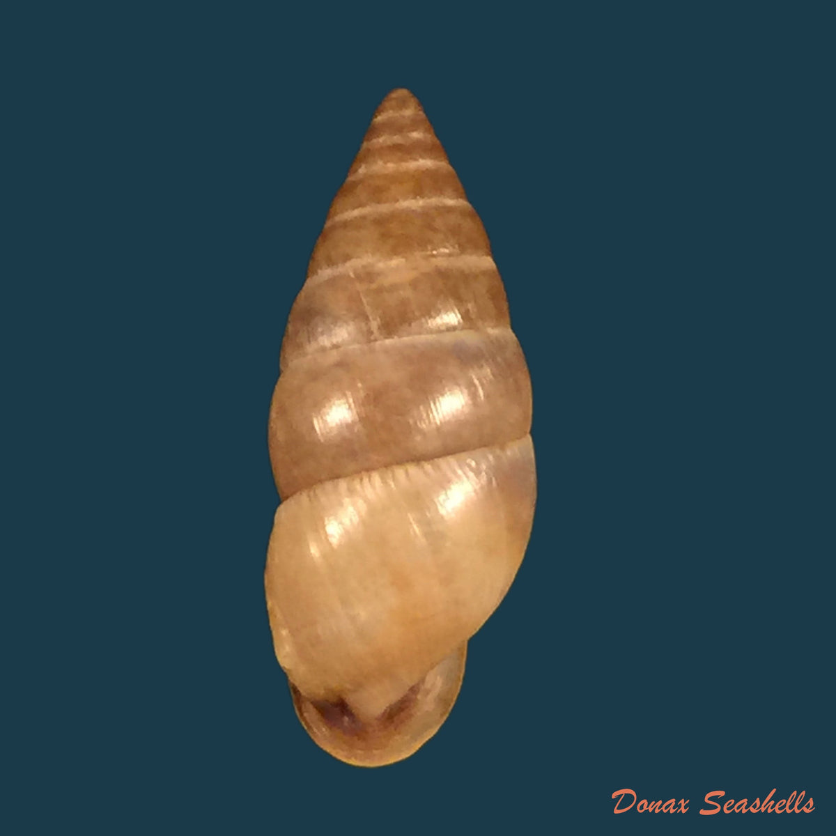 copia-de-mactra-isabelleana-dorbigny-1846