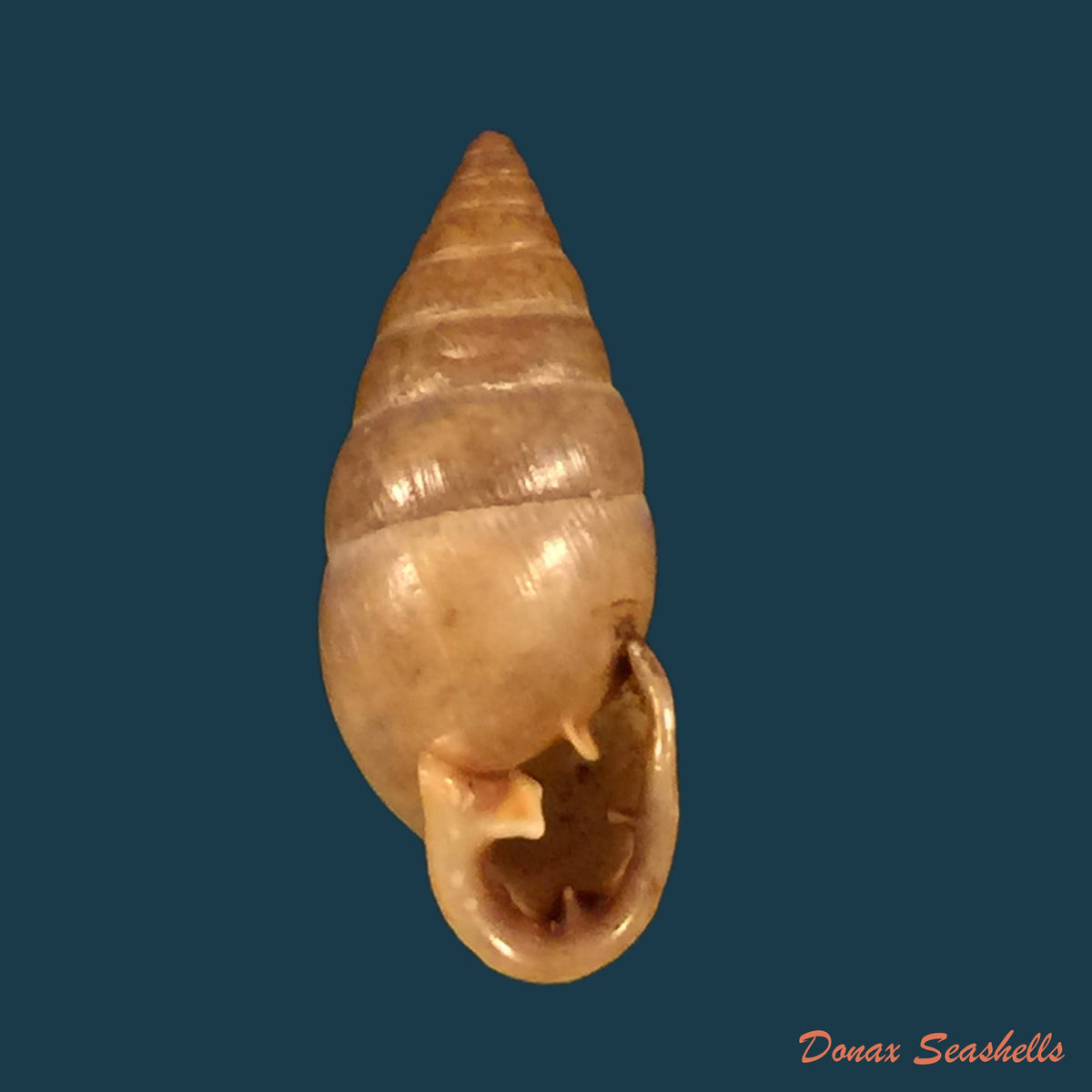copia-de-mactra-isabelleana-dorbigny-1846