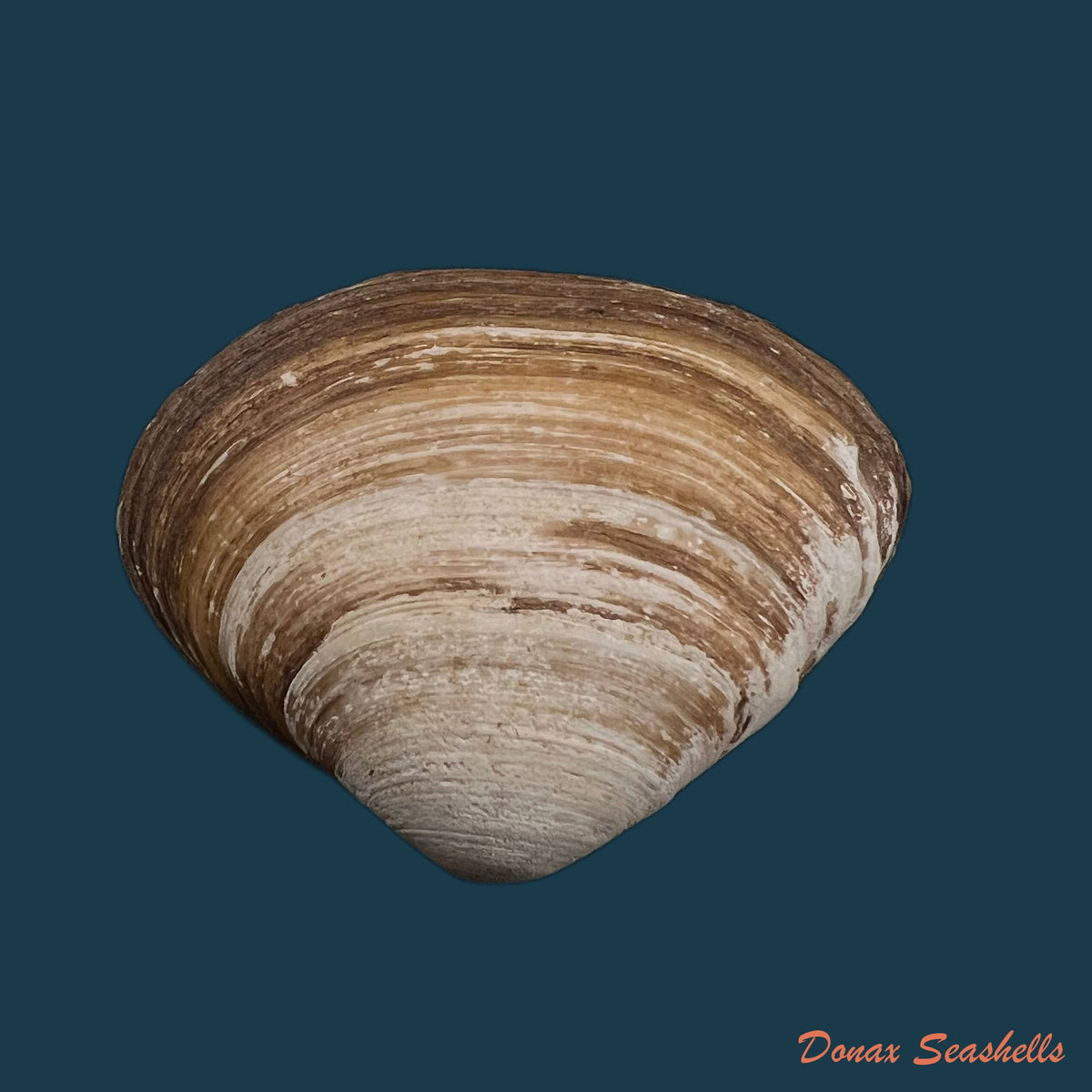 copia-de-mactra-isabelleana-dorbigny-1847