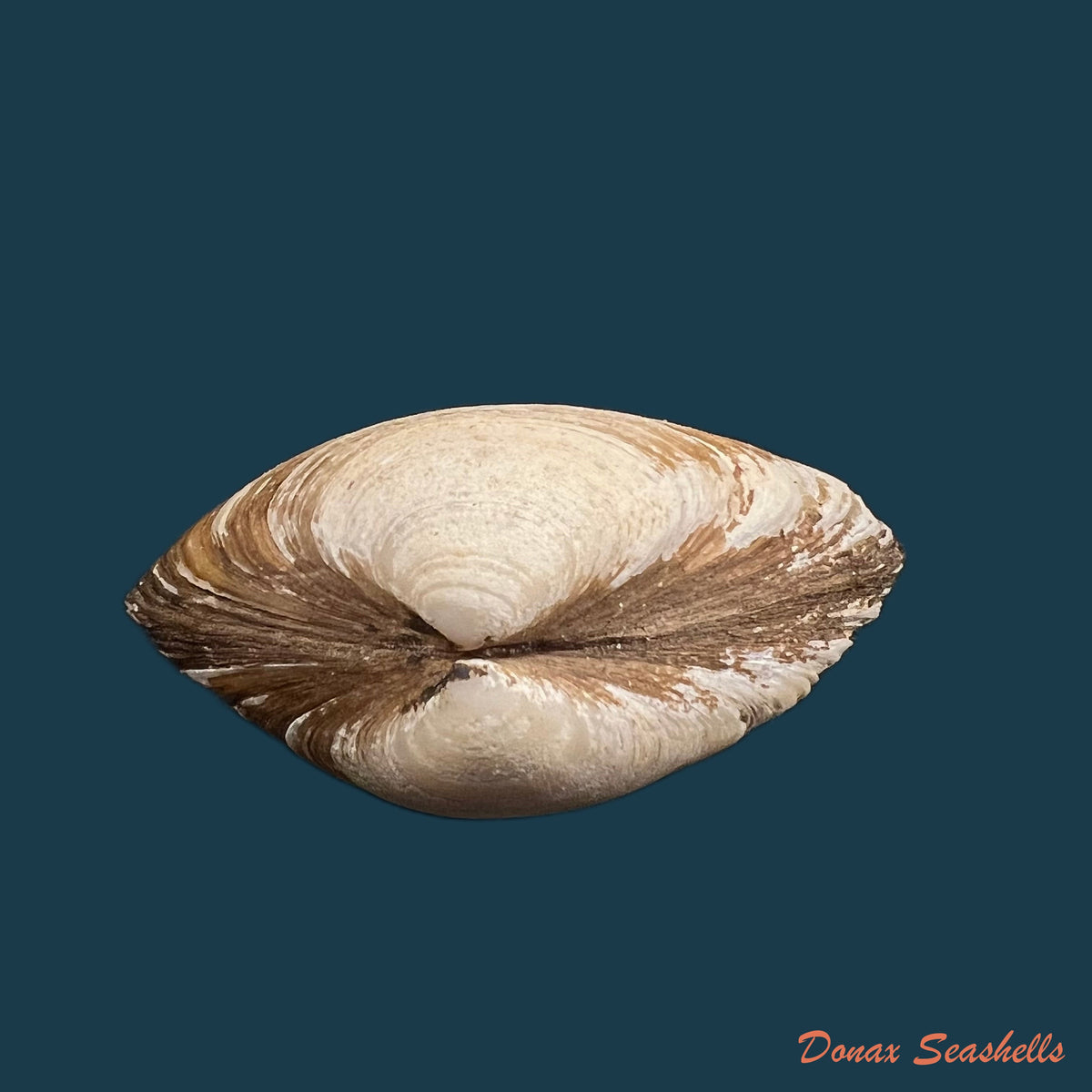 copia-de-mactra-isabelleana-dorbigny-1847