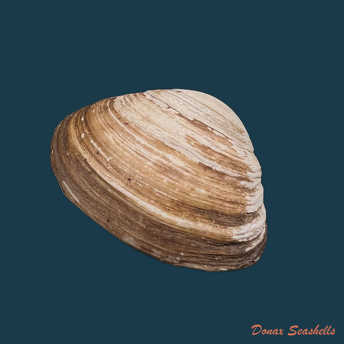 copia-de-mactra-isabelleana-dorbigny-1847