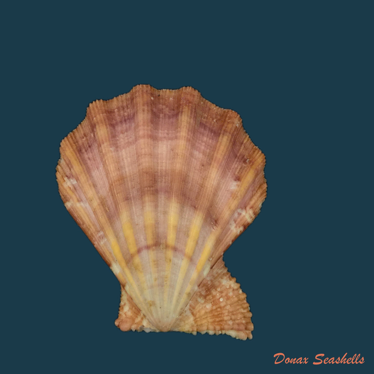 copia-de-manupecten-pesfelis-linnaeus-1758-49mm