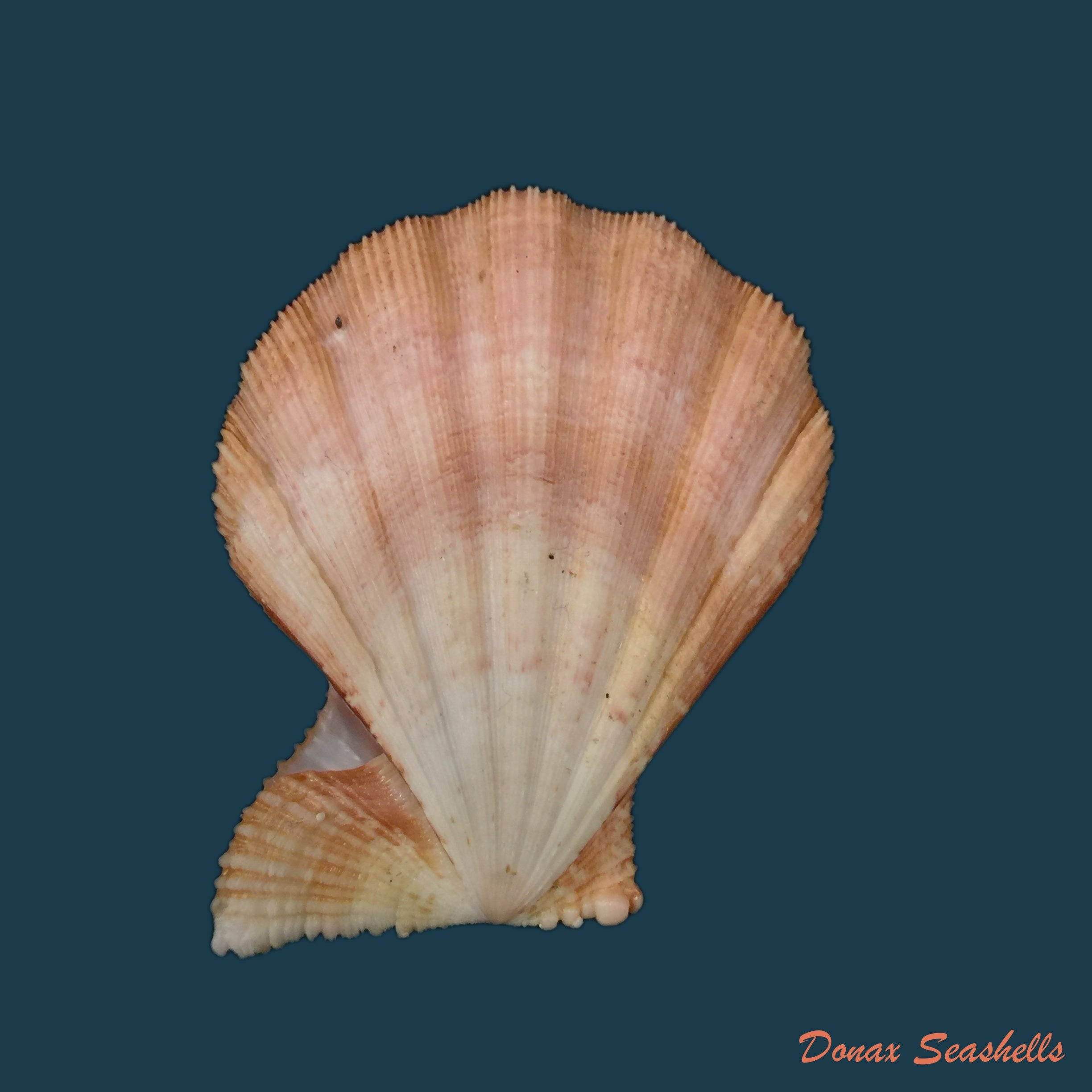 copia-de-manupecten-pesfelis-linnaeus-1758-49mm