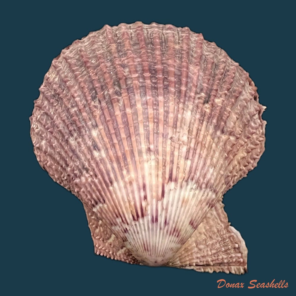 copia-de-manupecten-pesfelis-linnaeus-1758-66-8mm